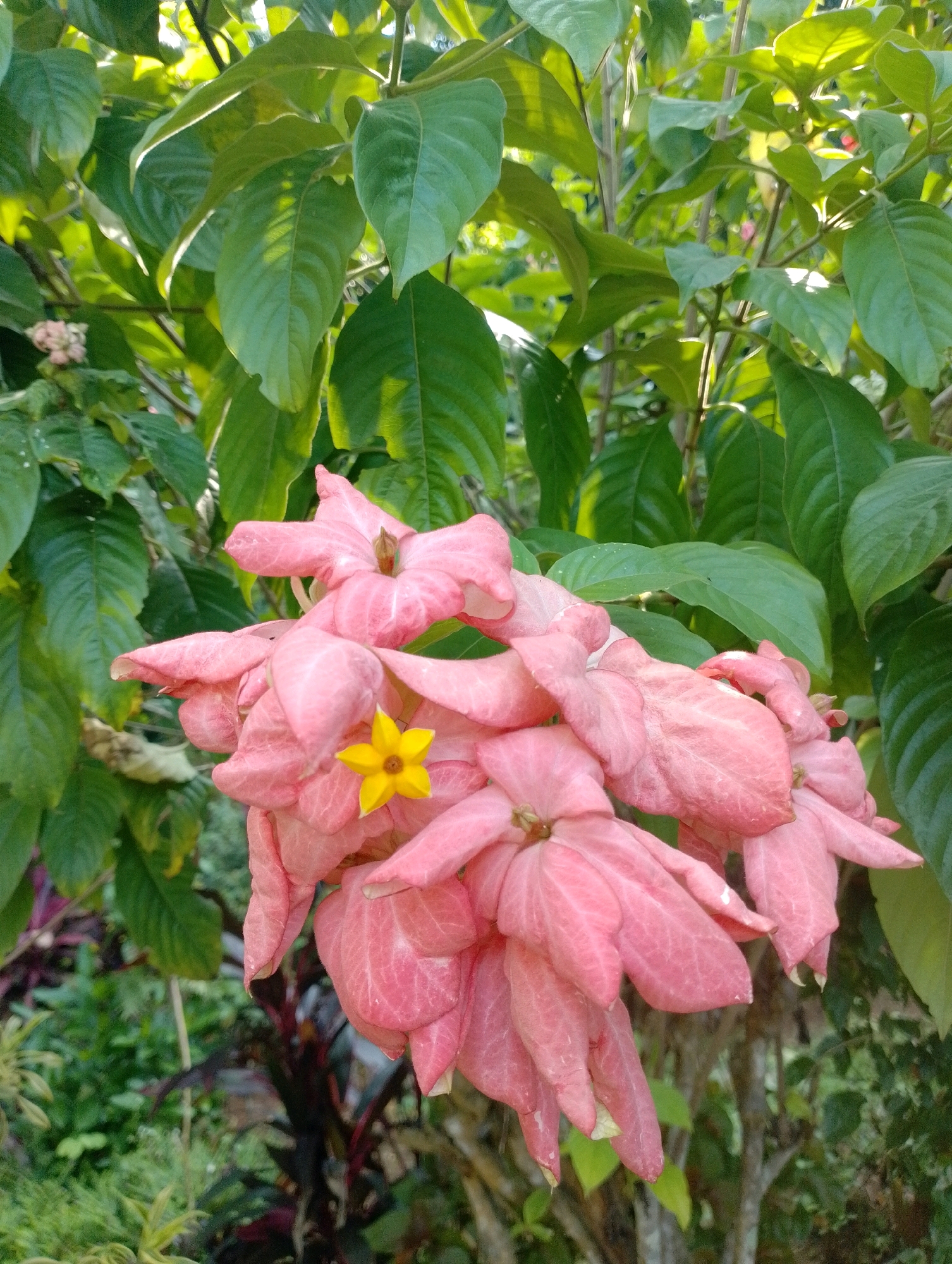 A cluster of vibrant pink bracts, characteristic of the Mussaenda plant, dominates the foreground of this image, interspersed with lush green foliage. A single, small, star-shaped yellow flower with five petals is prominently featured within the pink bracts. The background reveals a dense arrangement of large, ovate green leaves, some catching the sunlight and appearing brighter. The scene is captured outdoors, likely in a garden or natural setting, with the dappled sunlight suggesting it was taken during the day. There are no people or animals visible in the image. The overall impression is one of natural beauty and vibrant color, likely found in a tropical or subtropical environment, such as one might find in Maligaon, India.