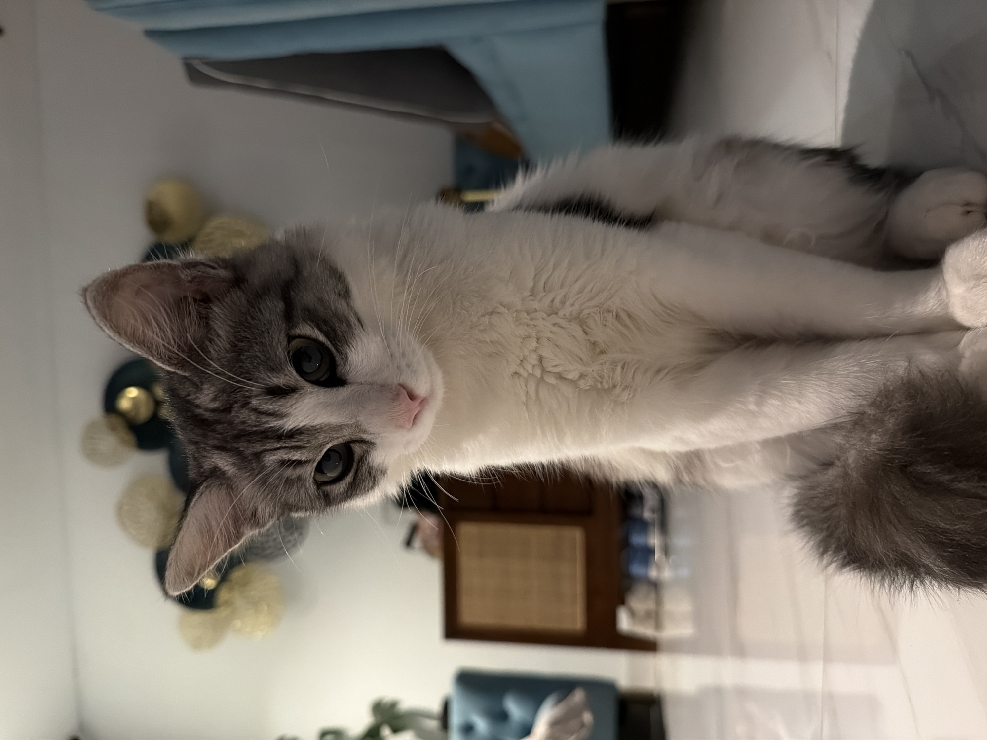 The image displays a domestic cat in an indoor setting, likely a home in North Kuta, Indonesia. The cat is the primary subject, featuring a white and grey tabby coat with distinct markings on its face, ears, and tail. It has captivating green or amber eyes and a soft pink nose. The cat is captured in a relaxed pose, lying down on a light-colored surface, looking directly at the camera with a curious expression.
In the background, various out-of-focus elements suggest a furnished room. A light blue piece of furniture, possibly a sofa or bed, is visible. To the left, several spherical, yellowish decorative objects (perhaps fairy lights or ornaments) add a subtle detail. Further back, a dark brown wooden cabinet or shelving unit can be faintly seen. The lighting is soft and diffused, typical of an indoor environment, providing no specific clues about the time of day. The scene conveys a calm, domestic atmosphere, highlighting the cat's attentive gaze. There is no visible text in the image.