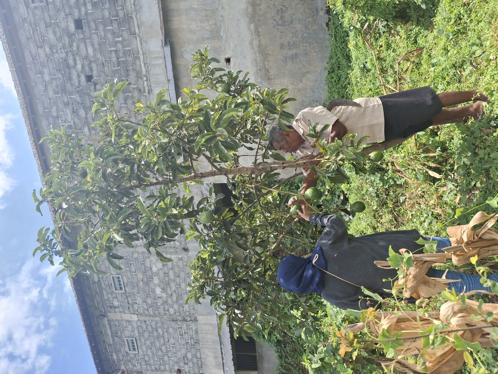 In Denok, Indonesia, two individuals are observed harvesting avocados from a tree. The woman, wearing a blue hijab and a dark grey long-sleeved top with blue jeans, stands on the left, reaching for an avocado. The man, on the right, is dressed in a light-colored short-sleeved shirt and black shorts, holding a curved tool, likely a sickle, tucked into his waistband. He is also reaching for an avocado on the tree. The avocado tree is laden with fruit. Behind the individuals, a building constructed of grey concrete blocks with a tiled roof and visible windows looms in the background. The scene is set amidst lush green vegetation, suggesting an outdoor, possibly rural or semi-rural, environment within the city.