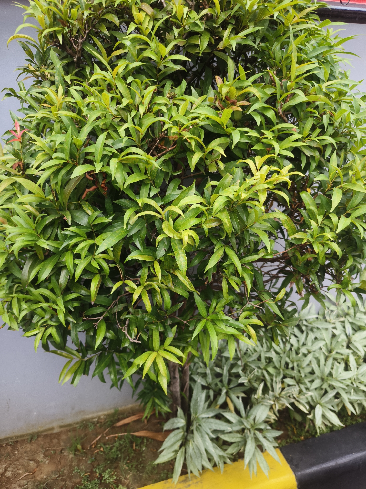 The image shows a close-up of a densely foliated plant with vibrant green leaves. The plant is round and appears to be well-maintained, possibly as an ornamental shrub. Behind the plant, a plain gray wall is visible, suggesting an urban or semi-urban setting. In the foreground, a strip of ground is visible, featuring some sparse vegetation and a concrete border with yellow and black markings, commonly found along sidewalks or road edges in Denpasar, Indonesia. The lighting suggests it is daytime.