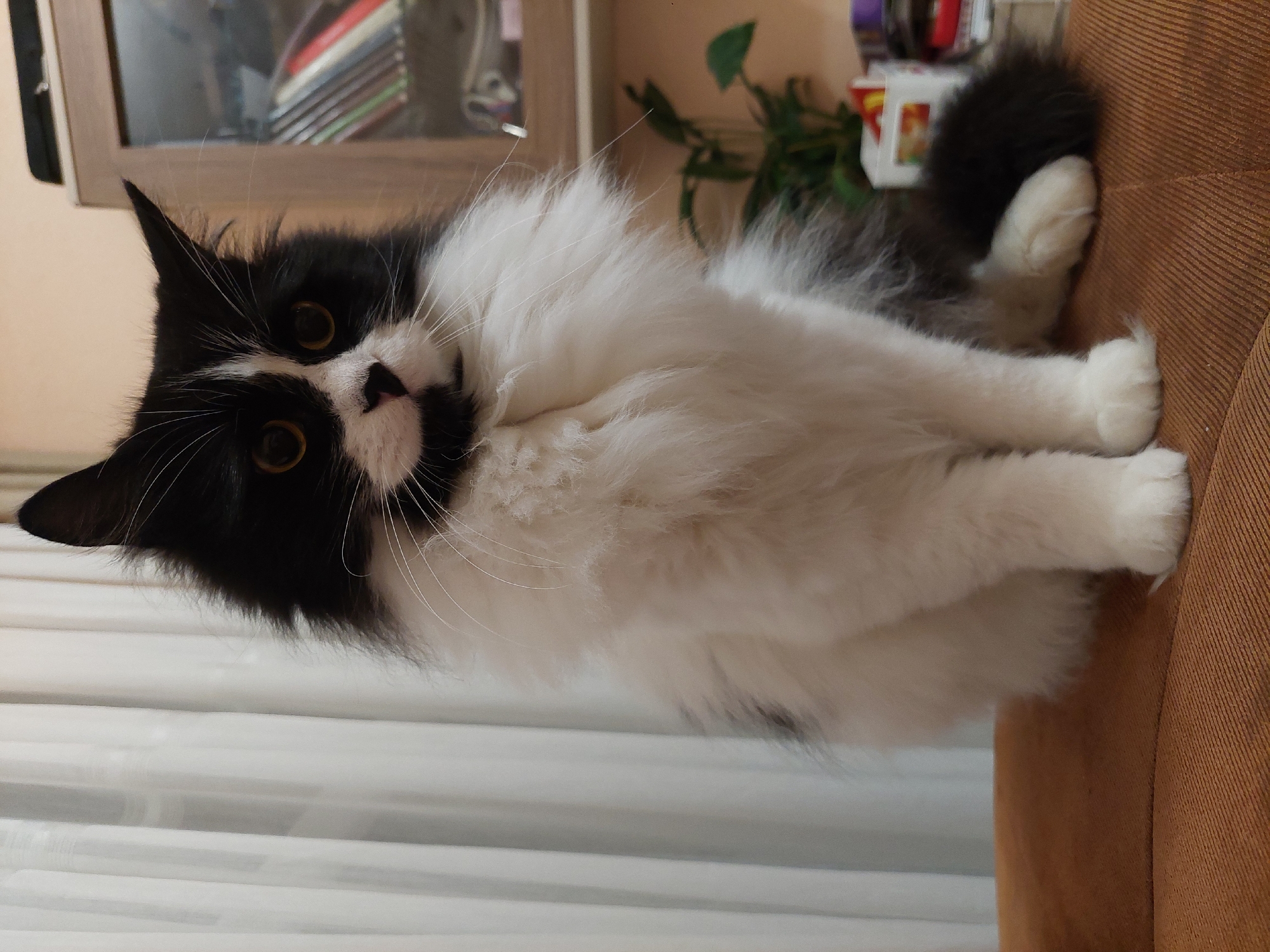 A black and white long-haired cat is resting on a brown fabric surface, possibly a couch or chair. The cat is positioned facing left and slightly up towards the viewer. The background shows a blurred interior scene, with a window covered by white curtains to the left, a dark cabinet with items inside at the top left, and a green plant at the top center. The location cannot be determined to be Plovdiv, Bulgaria based on the visible evidence in the photo.