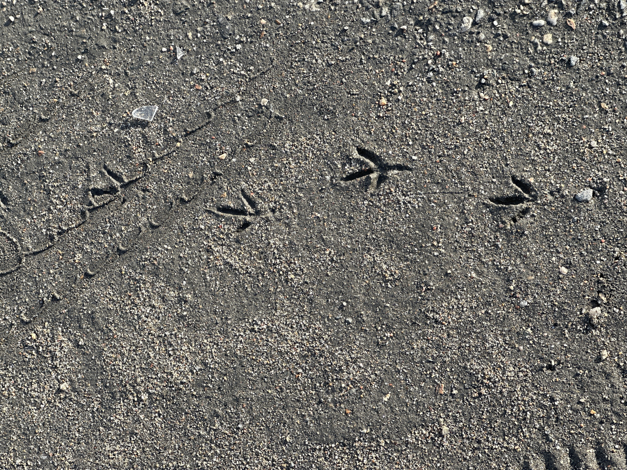 The image shows a close-up view of bird tracks in dark, sandy soil. The tracks form a diagonal line across the frame, moving from the upper right to the lower left. The environment appears to be a ground surface consisting of fine, dark soil mixed with small pebbles. There is no evidence of people, subjects, objects, actions, or interactions beyond the bird tracks. The location is Unknown, Unknown.