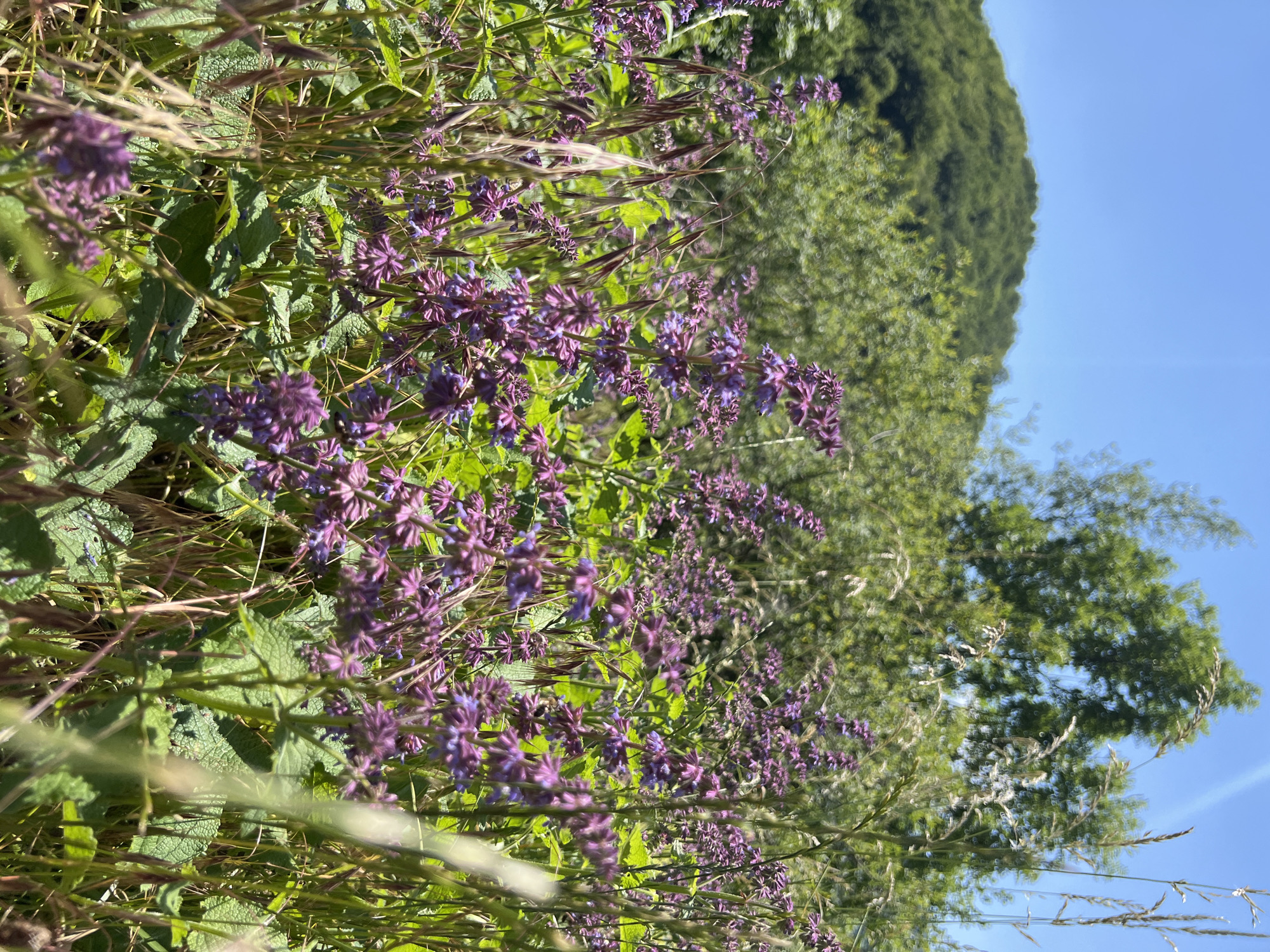 In Moračko Trebaljevo, Montenegro, this image captures a close-up view of a meadow filled with blooming purple wildflowers and tall grasses. The vibrant purple flowers, with their distinctive whorls of petals, dominate the foreground, interspersed with feathery seed heads of wild grasses that catch the sunlight. The background reveals a lush green hillside covered in dense trees, under a clear, bright blue sky. The overall scene suggests a natural, uncultivated landscape bathed in the warmth of a sunny day.