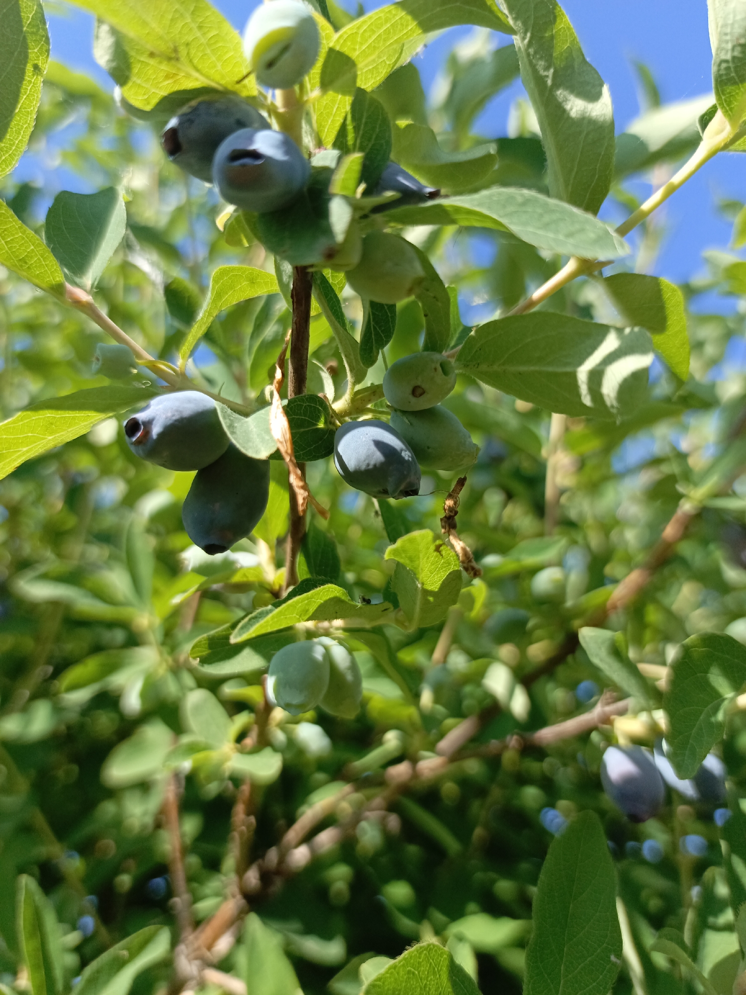 The image displays a close-up view of a blueberry bush with several ripe and unripe berries and green leaves. The berries are a mix of dark blue and light green. The bush is outdoors, under a clear blue sky. The specific location in Zalesovo, Russia, is not discernible from the visual information provided in the image.