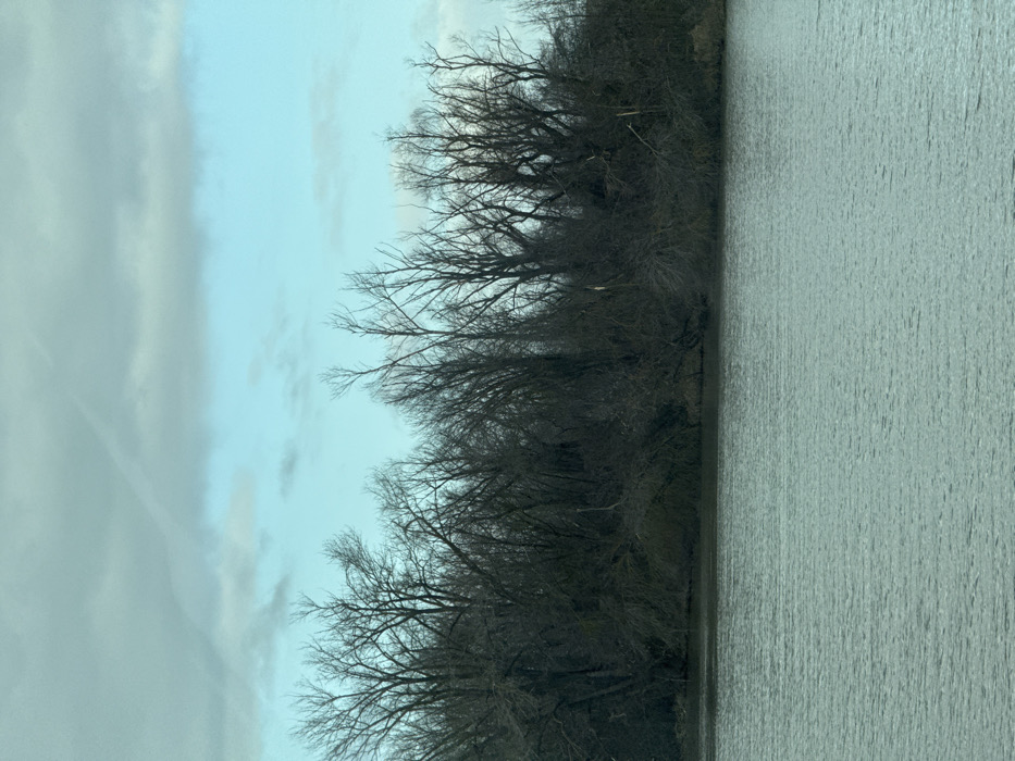 The image displays a natural landscape scene in Zarevo, Russia. The lower half of the frame features a calm body of water, exhibiting minor surface ripples, and appearing predominantly grey-green. This water body meets a shoreline dominated by a dense line of bare deciduous trees, their dark, intricate branches silhouetted against the sky. Several trees or large branches are observed leaning towards or extending into the water, with some appearing to have broken limbs. The upper portion of the image shows a sky that transitions from a light blue hue at the horizon line to an expanse of grey, overcast clouds above. A faint, linear white streak, consistent with an aircraft contrail, is discernible in the upper left quadrant of the sky. No individuals, animals, or discernible artificial structures are present within the captured scene.