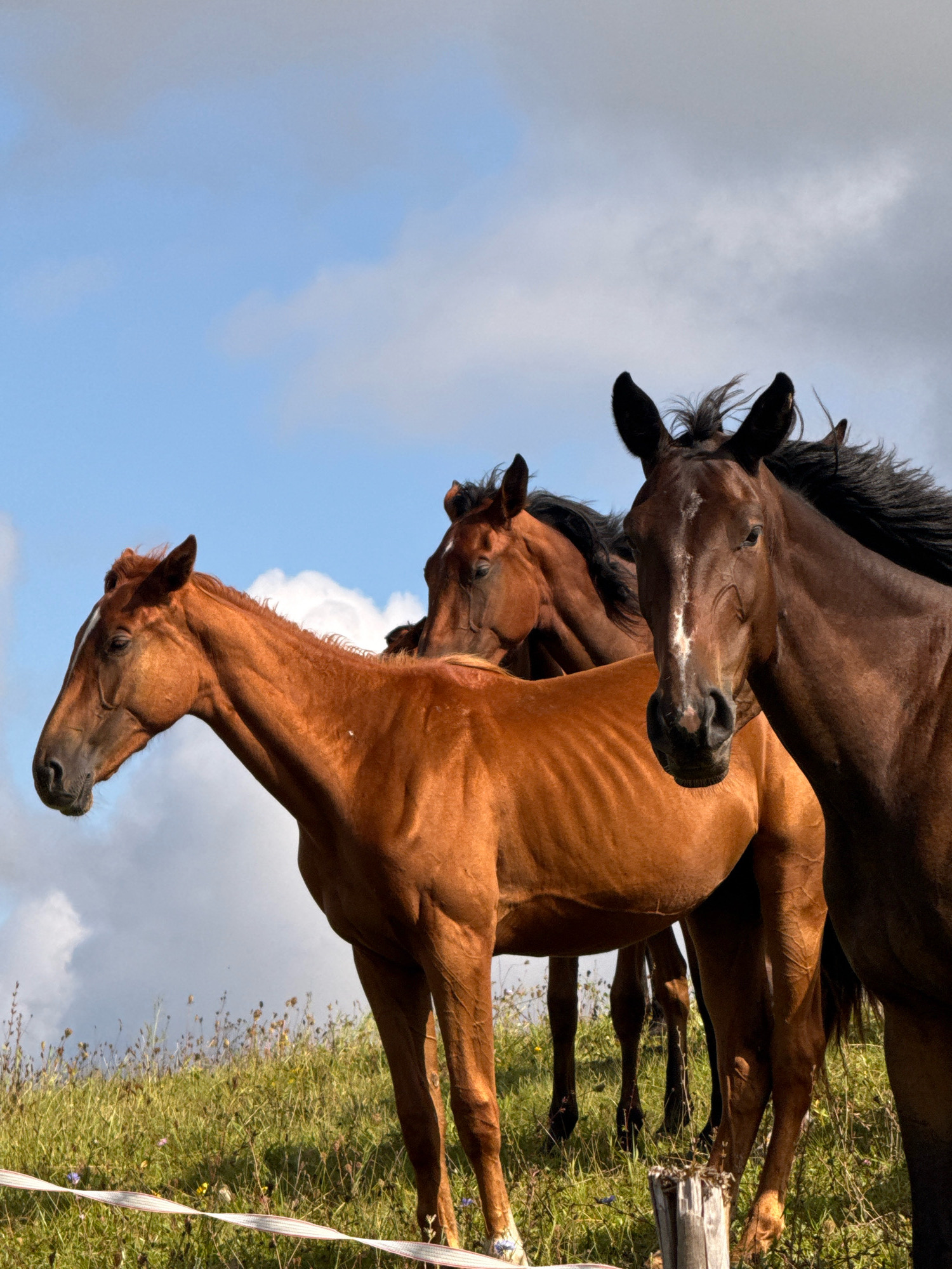 In Galinė, Lithuania, a herd of horses stands in a grassy field under a partially cloudy sky. The horses are of various brown hues. One horse in the foreground is a reddish-brown, its head turned to the left, showing a white marking on its forehead. Behind it, another horse, a darker brown, is visible, with its head facing forward and a white blaze on its face. Partially obscured horses stand further back in the frame. The field is covered in green grass and scattered wildflowers. A white electric fence runs across the bottom of the image. A weathered wooden post stands in the foreground.