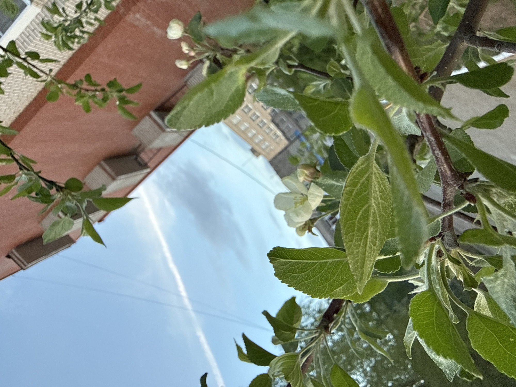 The image shows a close-up view of a blossoming tree branch against a backdrop of urban buildings and a blue sky with a contrail. The buildings include a red brick building with visible window units and a light-colored building further in the background. The focus is on the tree branch, with green leaves and white blossoms visible. The sky is light blue with a visible contrail extending across the frame.