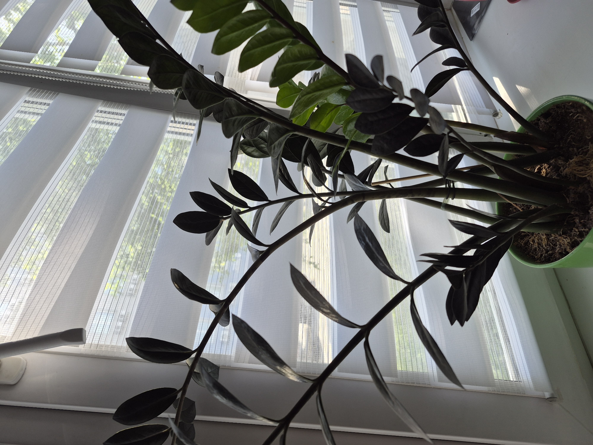 A potted Zamioculcas zamiifolia, a type of plant commonly referred to as a ZZ plant, sits on a windowsill. The plant is in a green pot and has both dark green and light green leaves. The window behind the plant is covered with white vertical blinds. The image shows a view from below, looking up at the plant and the window. The location is Chaikovsky, Russia.