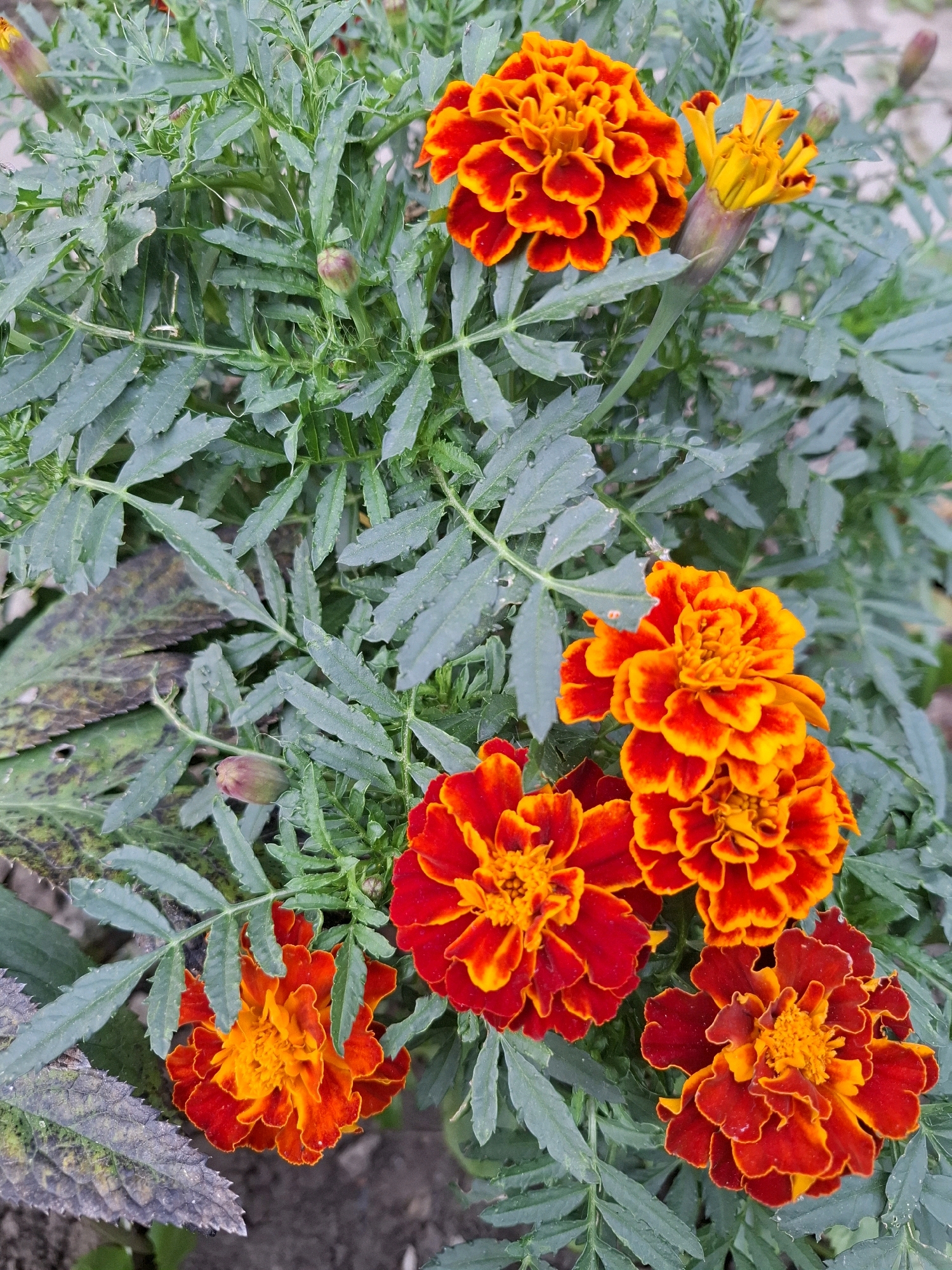 A close-up, high-angle shot captures a cluster of marigolds in full bloom. The flowers exhibit a vibrant gradient of colors, transitioning from a deep red at the petal tips to a bright orange towards the center. Their layered petals create a rich, textured appearance. Several unopened buds are interspersed among the blossoms, hinting at future blooms. The marigolds are nestled amongst their distinctive feathery, dark green foliage. The background consists of more of the same foliage and what appears to be soft, out-of-focus ground cover. The image is likely taken outdoors, possibly in a garden or park setting. The lighting is natural, casting subtle shadows and highlighting the intricate details of the flowers. There are no people or animals visible in the scene. The scene is static, with the flowers depicted in a state of rest.