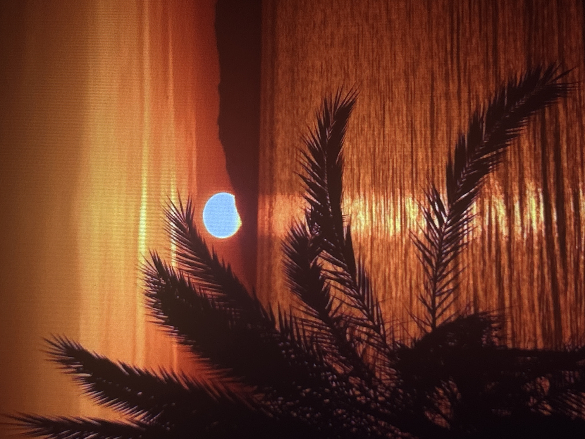 The image shows a partial solar eclipse viewed through palm fronds. The eclipse is seen as a blue circle with a crescent-shaped shadow. The background consists of an orange and brown surface. The location (Sofia, Bulgaria) cannot be determined from the visual data.