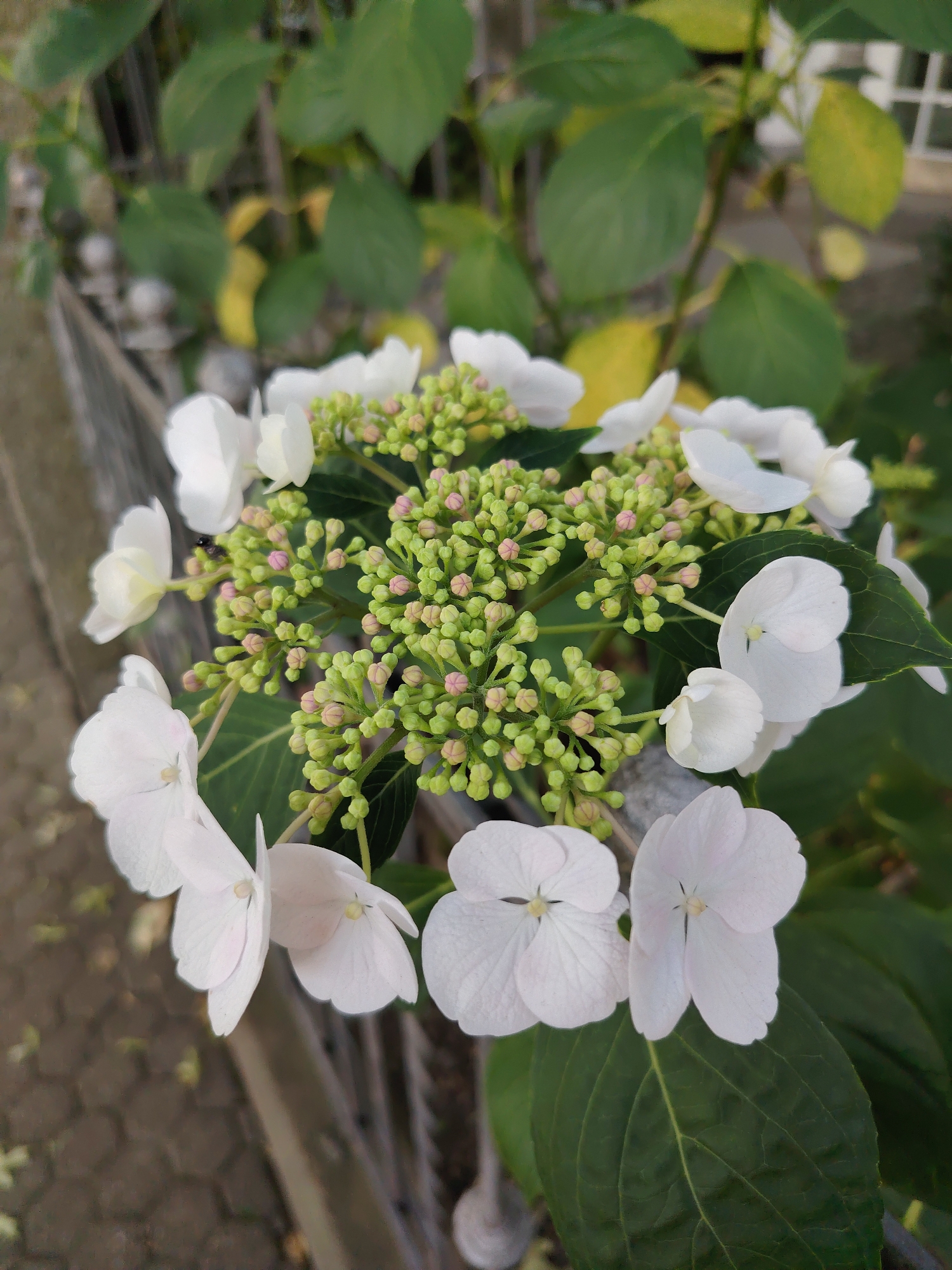 The image shows a close-up of a cluster of white hydrangea flowers with many small, green buds tinged with pink, suggesting they are not yet fully bloomed. Several white, delicate petals are visible, some fully open and others partially unfurled. The flowers are set against a backdrop of dark green leaves. In the upper left and right corners, blurred green and yellow foliage is visible, indicating the presence of other plants. A grey, weathered fence runs horizontally across the mid-ground of the image, providing a structural element. The ground beneath the flowers and fence appears to be paved with hexagonal stones, suggesting an outdoor setting. There is no indication of people, specific actions, or interactions. The overall scene is one of natural beauty, likely captured in a garden or park environment. There is no contextual information to specify a location in the city of Achern, Germany.