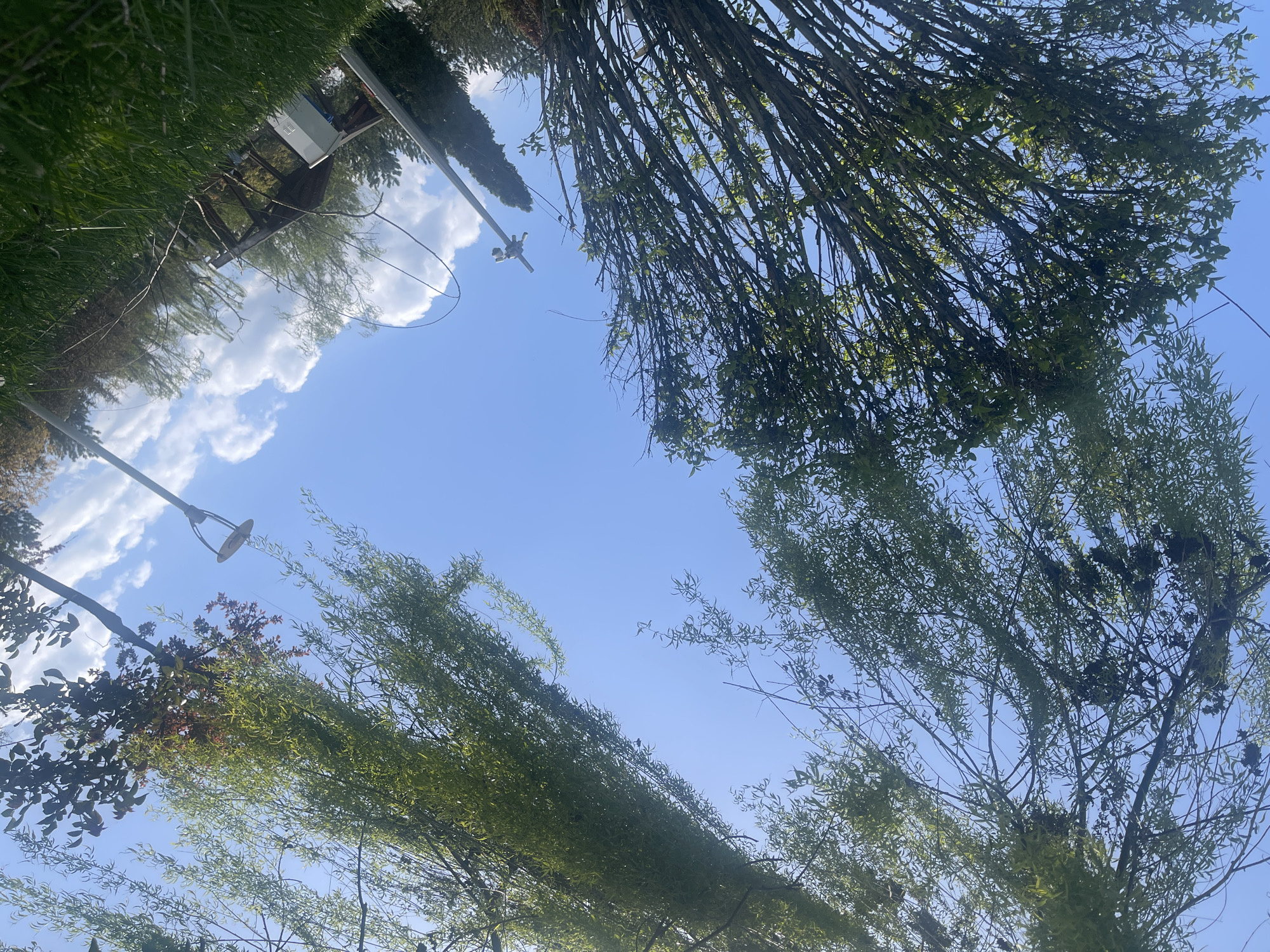 The image is an upward-looking shot, showing trees framing a blue sky with some clouds. The location is Karabük, Turkey. Trees with green leaves dominate the foreground and sides of the frame. A street lamp is visible on the left side, and a utility pole is discernible in the distance near the center-left. A patch of grass and a shed are seen in the top-left corner.