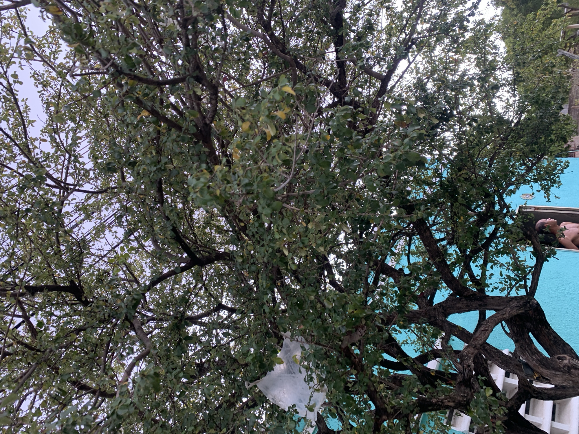 The image presents an upward view into the dense canopy of a large tree, dominating the frame. Numerous dark, gnarled branches intertwine, adorned with a multitude of small green leaves, some showing a slight yellowish hue. A bright, overcast sky is visible through the gaps in the foliage, indicating diffused light.
On the right side of the image, a vivid turquoise-painted wall of a building is prominent, providing a strong color contrast to the natural elements. Above this wall, a white architectural ledge or feature supports a light-brown sculpture of a person's upper body, specifically the head and shoulders, which appears to be a male figure in a recumbent position. This art piece is partially obscured by the tree branches.
A white, translucent plastic bag is caught and hanging among the tree branches in the lower-middle section of the image. The scene is static with no discernible activity or event taking place. The overall setting is outdoors, likely an urban or suburban environment in La Tagua, Venezuela, given the building and tree. There is no visible text in the media file.