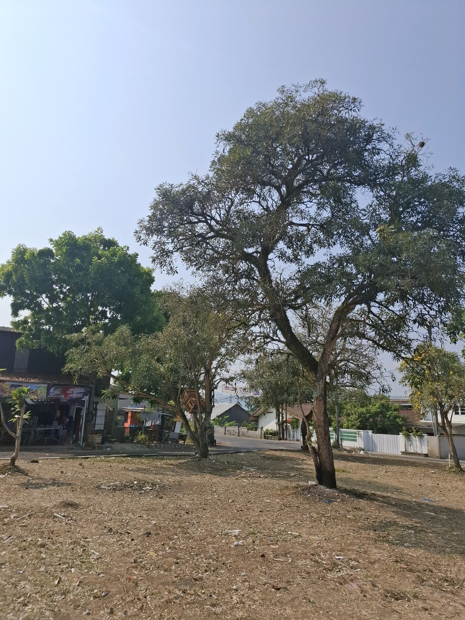 In the city of Sukabumi, Indonesia, a wide shot captures a sunny day scene dominated by a large, mature tree in the foreground. The tree has a thick, gnarled trunk and branches that spread outwards, covered in dense foliage. To the left of this prominent tree, another smaller tree with dark green leaves stands beside a building with a corrugated metal roof. This building appears to be a shop or eatery, with tables and chairs visible in front, and signage indicating it sells beverages like "FRESHNYA TEA & BERRY" and "KOPI KOPI."
Behind these trees, a road is visible, with buildings lining its sides. Some of these buildings are white with red-tiled roofs, and one features a decorative white fence. Beyond the road and buildings, the landscape transitions to greenery, with more trees and vegetation under a clear, light blue sky. The ground in the foreground is dry and covered with scattered leaves and debris, suggesting a somewhat arid or unkempt area. The overall impression is a roadside scene in a tropical or subtropical climate.