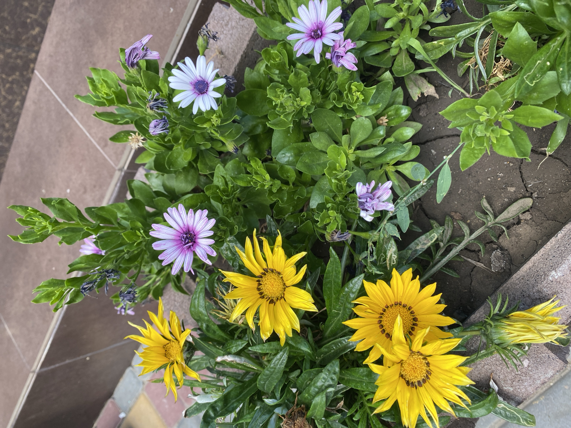 The image shows a planter box filled with a variety of flowers, primarily Gazania daisies and Osteospermum daisies, set against a backdrop of brown tiled steps. The Gazania daisies are a vibrant yellow with dark brown centers, while the Osteospermum daisies exhibit a range of colors from light purple to white with purple centers. Some of the flowers appear to be in full bloom, while others are wilting or have already faded. The planter itself is made of reddish-brown bricks, and the surrounding ground is dark soil with visible cracks. The scene is likely from Odesa, Ukraine, given the presence of a paved walkway with colorful tiles, characteristic of some urban areas in the city. No people are present in the image.