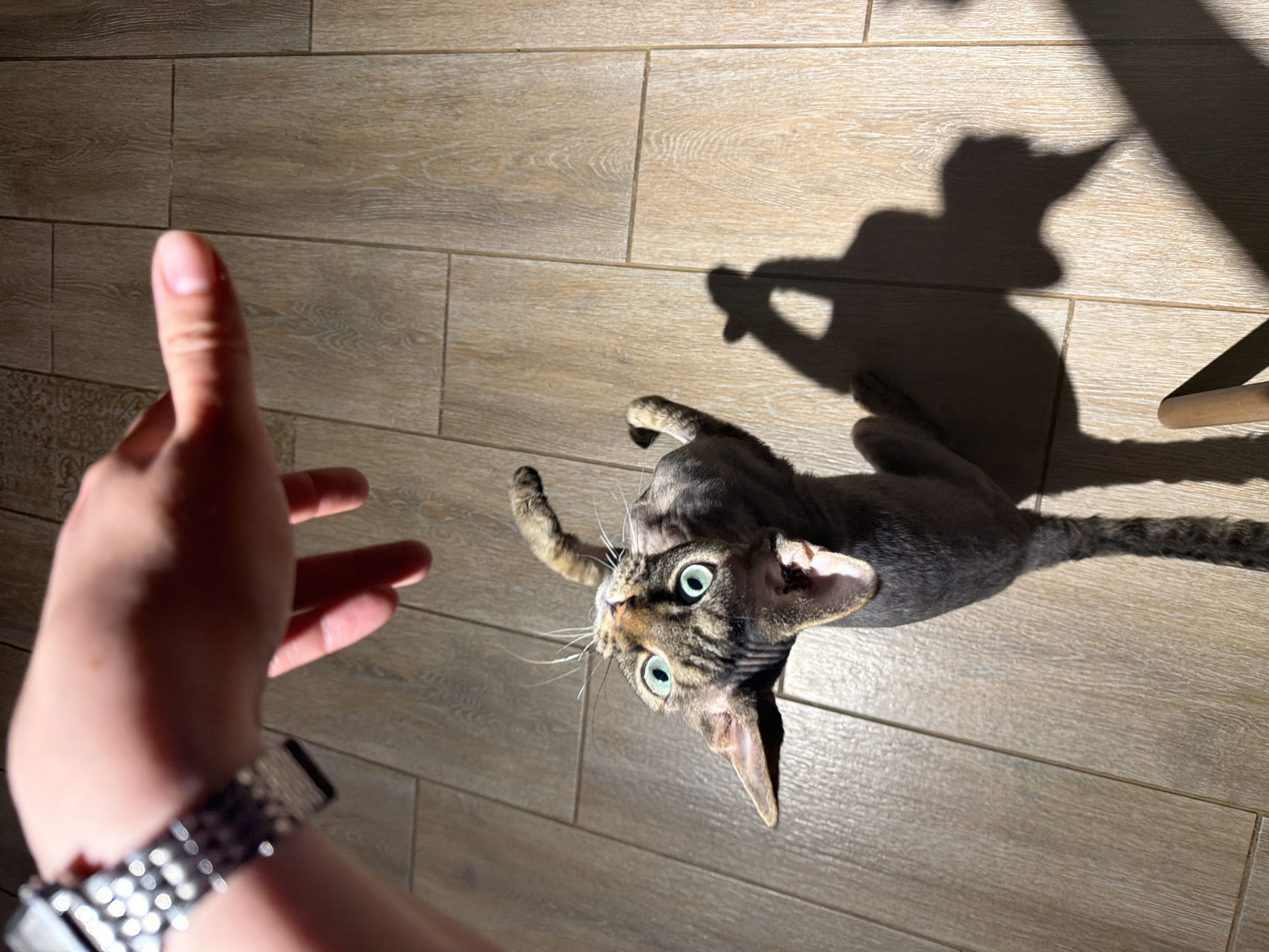 An overhead shot captures an interaction between a person and a cat on a sunlit, wood-look tiled floor indoors in Prikamskii, Russia. In the left foreground, a human hand, adorned with a metallic-banded watch, reaches out. The cat, appearing to be a Sphynx or Devon Rex breed due to its large ears, lean build, and sparse, tabby-patterned coat, is positioned in the mid-ground. It looks directly up at the hand with striking, wide green-blue eyes, conveying curiosity and alertness.
Bright sunlight streams into the room, casting a prominent, dark shadow of the cat on the right side of the frame, along with the fainter shadow of what appears to be a furniture leg. The sharp, long shadows suggest it is either morning or late afternoon on a clear, sunny day. The flooring consists of light brown, rectangular tiles mimicking wood grain, with a small section of a patterned tile visible in the bottom left corner. The scene depicts a gentle moment of engagement between the pet and its owner. No text is visible in the image.