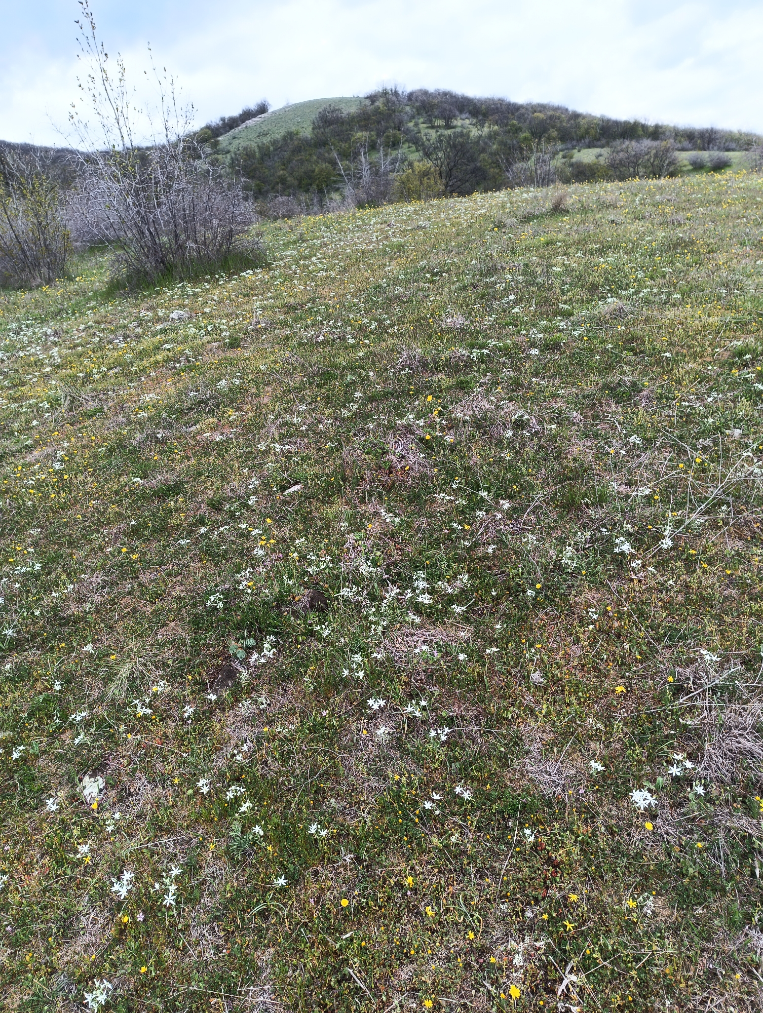 The image depicts a field of wildflowers in Kosten, Bulgaria. The field is covered in a mix of white and yellow flowers amidst green and brown grasses and dried plant matter. In the background, there is a small, grassy hill with sparse trees. A bare bush stands to the left of the field. The sky is overcast. There are no people visible.