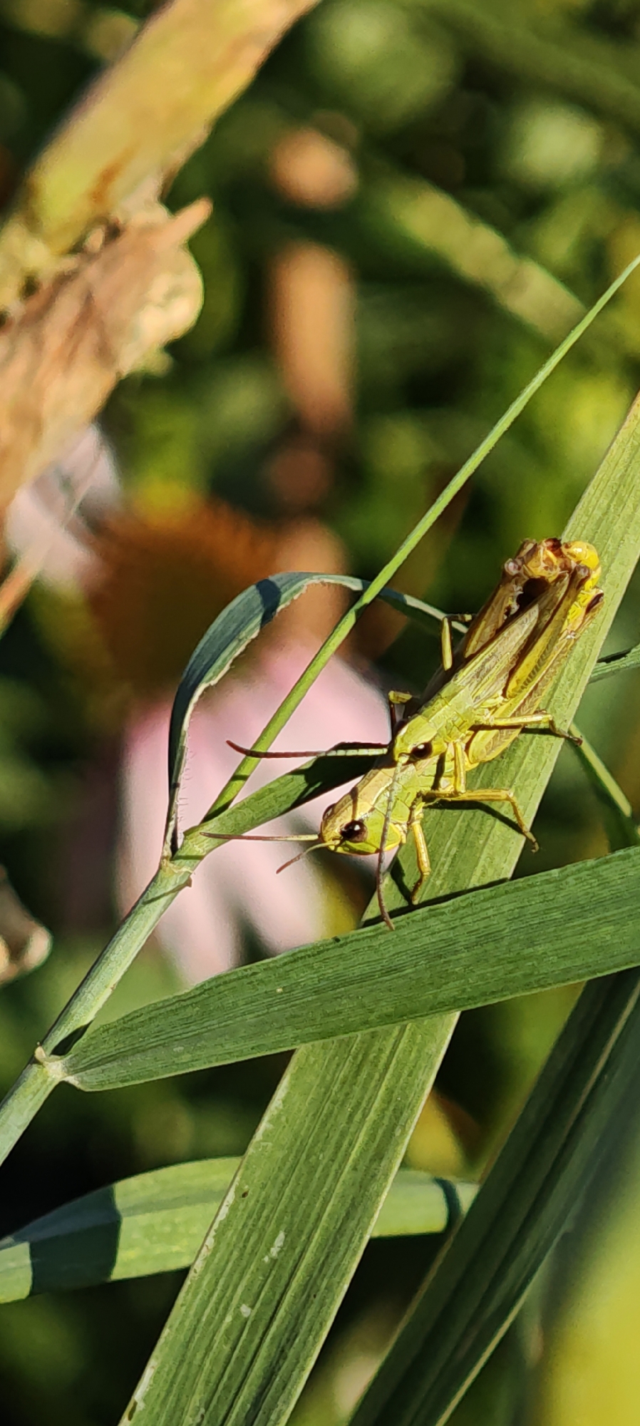 A close-up, vertical shot shows a bright green grasshopper perched on a blade of grass. The grasshopper is facing left, with its body angled upwards. Its head is turned towards the camera, revealing dark eyes and long, thin antennae. The grasshopper's legs are visible, with its hind legs appearing to be bent. The grass it's on is a vibrant green with visible veins running through it. Another blade of grass, slightly out of focus, runs diagonally across the foreground. The background is a blur of greens and soft pinks, suggesting a natural outdoor setting, possibly a park or garden. The lighting is bright, creating sharp shadows and highlighting the details of the grasshopper and the grass.