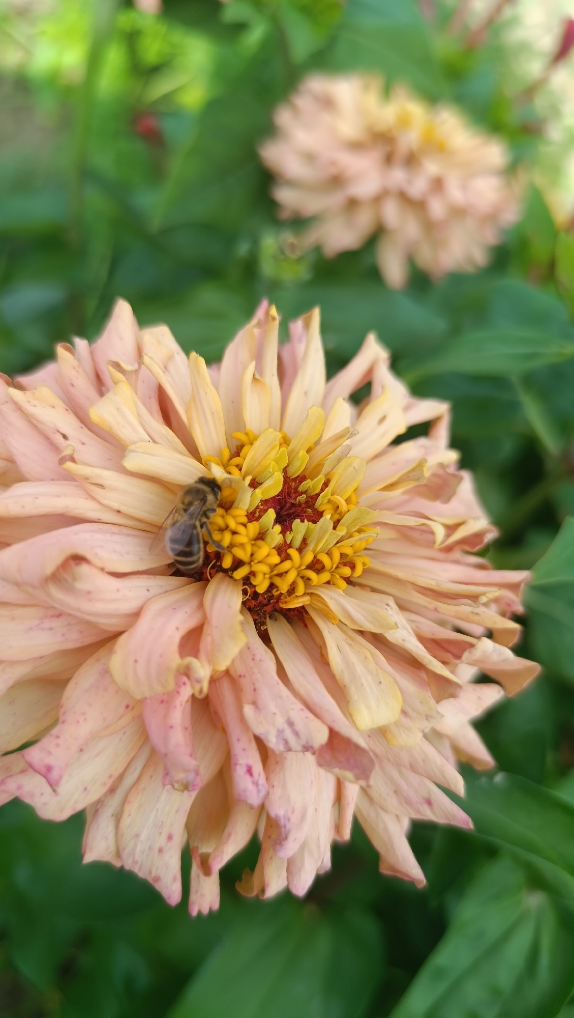 A close-up shot captures a bee actively foraging on the center of a light peach-colored zinnia flower. The zinnia's petals are slightly unfurled, revealing a vibrant yellow center speckled with red. Another out-of-focus zinnia is visible in the background, also in a muted peach hue. The surrounding environment consists of lush green foliage, suggesting an outdoor setting. The image does not contain any indications of a specific location in the city of Karsha, Russia.