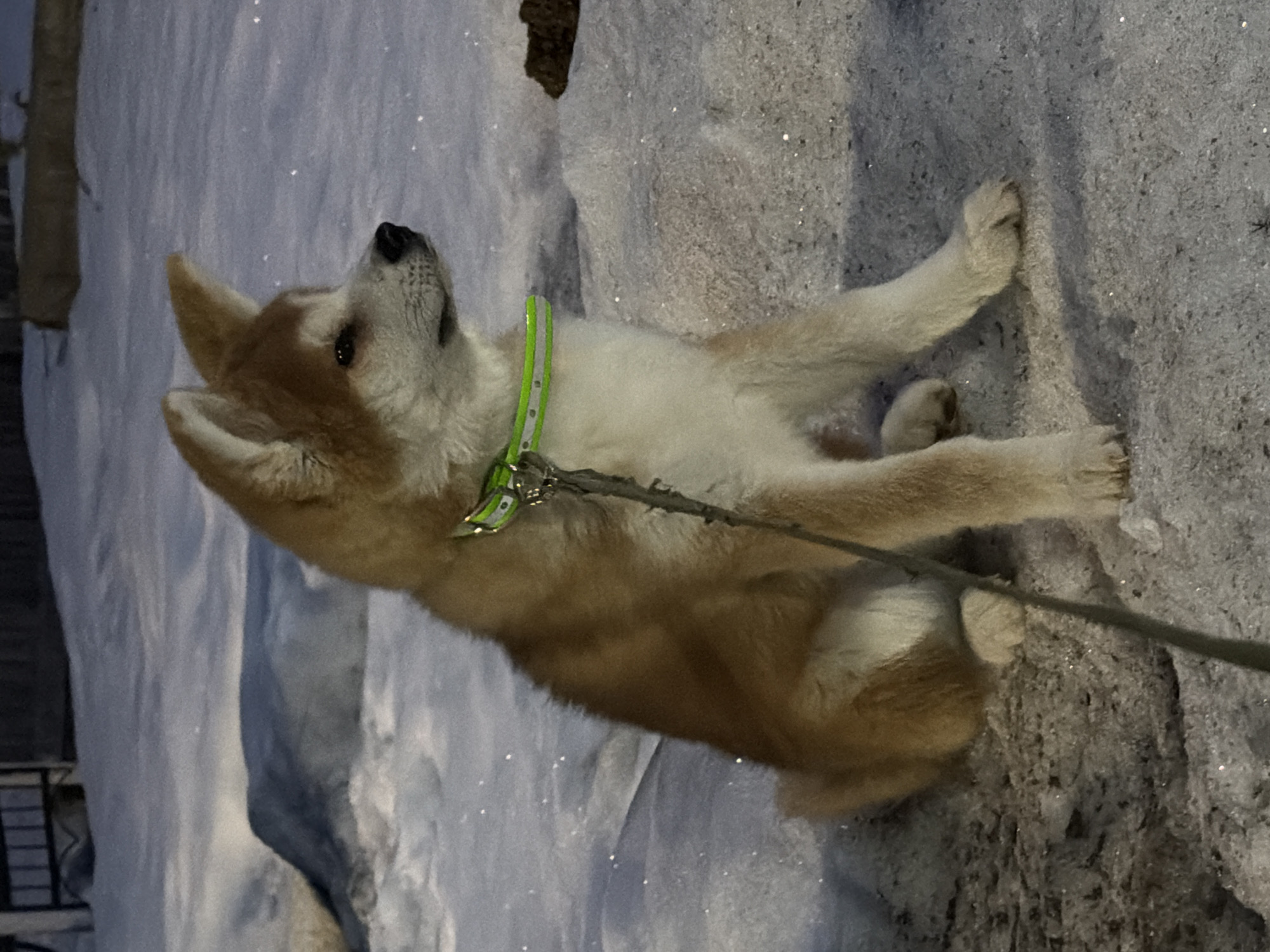 An Akita puppy, wearing a green collar and leash, lies on a snowy surface. The dog is mostly tan with white markings on its chest and face. The puppy's head is tilted upwards and to the left. The surface it lies on appears to be a combination of snow and concrete. The location is Chaikovsky, Russia.