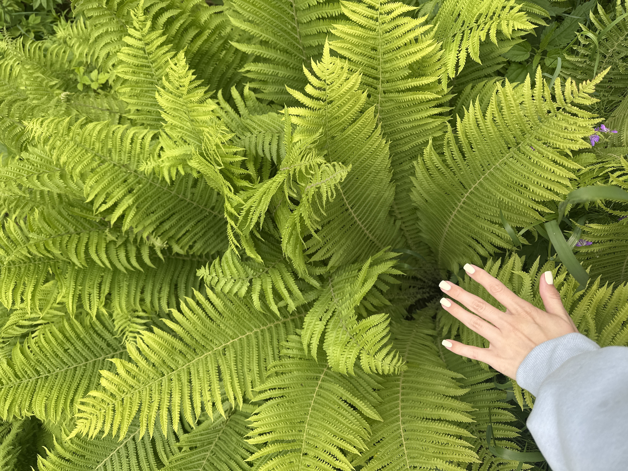 A close-up, top-down shot features a cluster of vibrant green ferns, with some fronds showing a lighter, yellowish-green hue. A left hand, with fingernails painted a pale yellow, is positioned in the lower-left quadrant of the frame, with the fingers gently touching one of the fern fronds. The hand appears to be from a person wearing a light blue sweatshirt. The environment is natural and appears to be a garden or wooded area, with other greenery visible in the background. The image was taken in Zhebrei, Russia.
