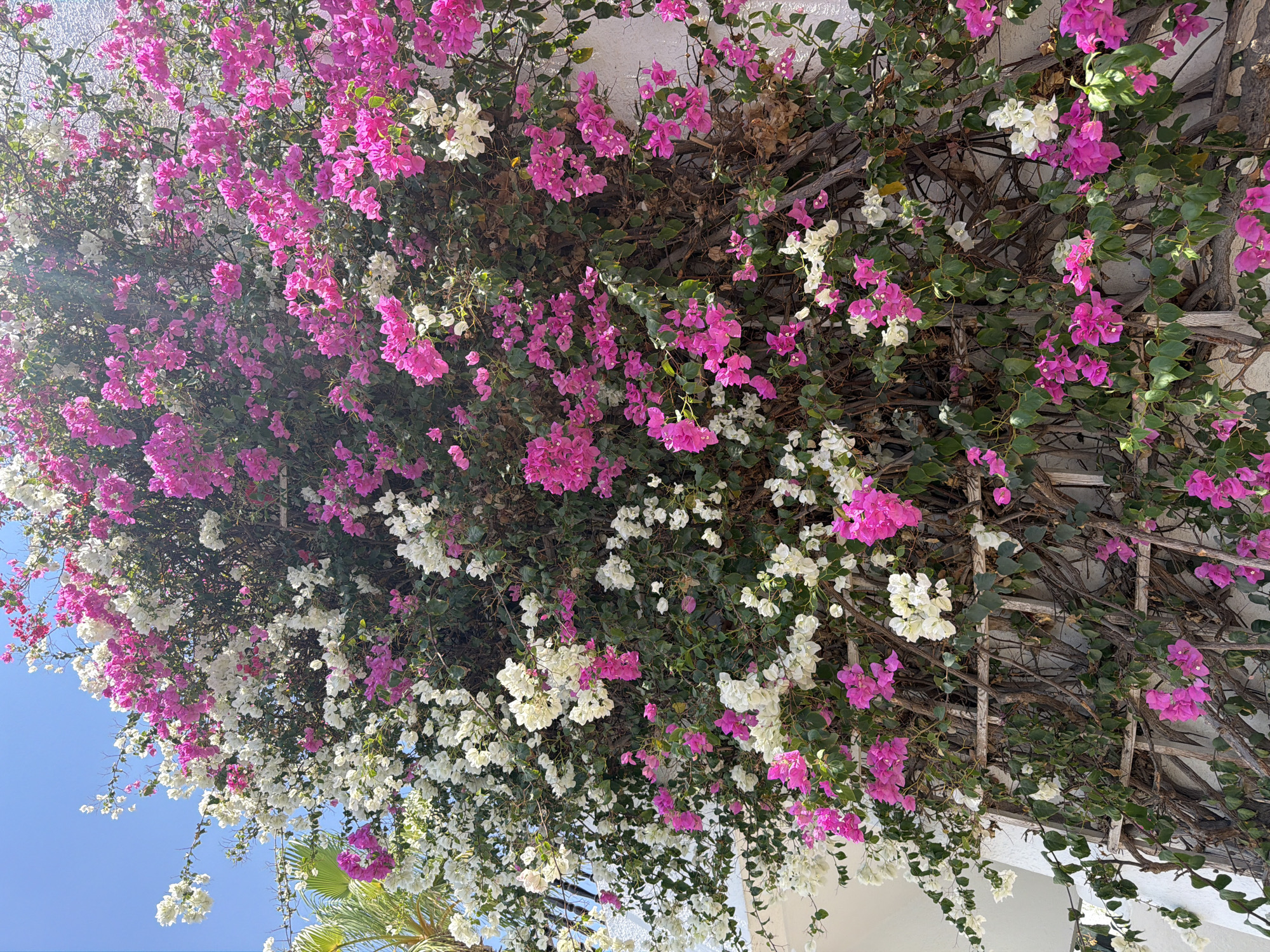 A close-up, eye-level, vertical shot captures a vibrant bougainvillea vine with abundant pink and white blossoms, climbing a white textured wall in Sharm El Sheikh, Egypt. The vine is supported by a rustic wooden trellis in the lower half of the frame. Sunlight filters through the foliage, creating bright highlights and casting subtle shadows. A frond of a palm tree is visible on the far left, partially obscuring the bright blue sky. The scene is devoid of people. The focus is on the natural beauty of the flowering plant against the architectural backdrop.