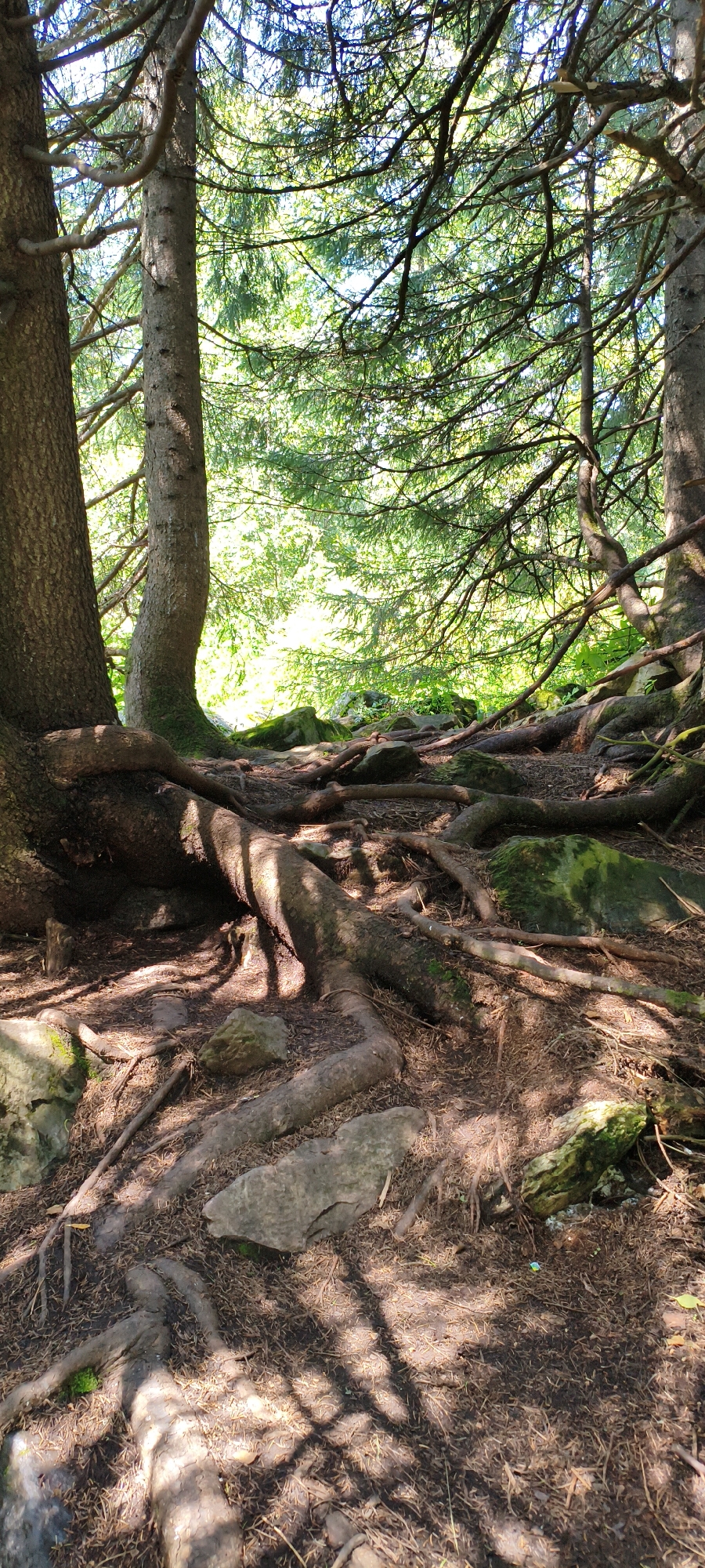 The image depicts a forest floor with prominent tree roots snaking across the ground. Several large rocks are scattered among the roots, some of which are covered in green moss. The ground is covered in dark soil, pine needles, and small debris. Sunlight filters through the canopy of the trees, casting dappled shadows on the scene. The overall impression is one of a natural, overgrown forest environment. The image appears to be taken in the vicinity of Lake Zyuratkul, in the Chelyabinsk Oblast of Russia, a region known for its taiga forests and rugged terrain. There are no people or animals visible in the image, nor any evidence of human activity beyond what might be a trail.
