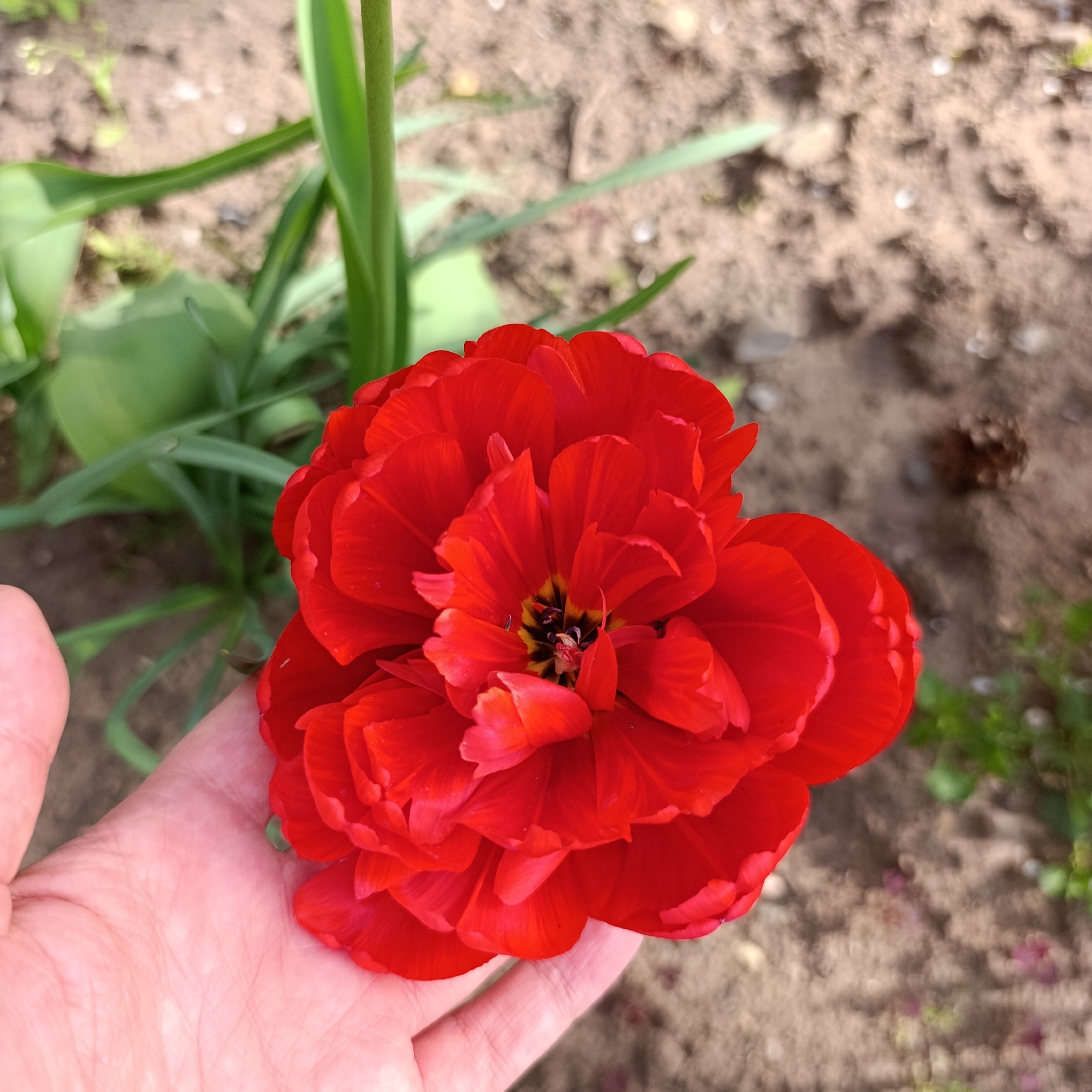 A close-up overhead shot shows a person's hand holding a large, red, multi-petaled flower, likely a tulip, outdoors. The flower is in full bloom, with many layers of petals and a dark center. Green stems and leaves are visible behind the flower. The background is blurred, showing soil and small plants. A pine cone is also visible in the background. The location is indicated as Марковский, Russia.