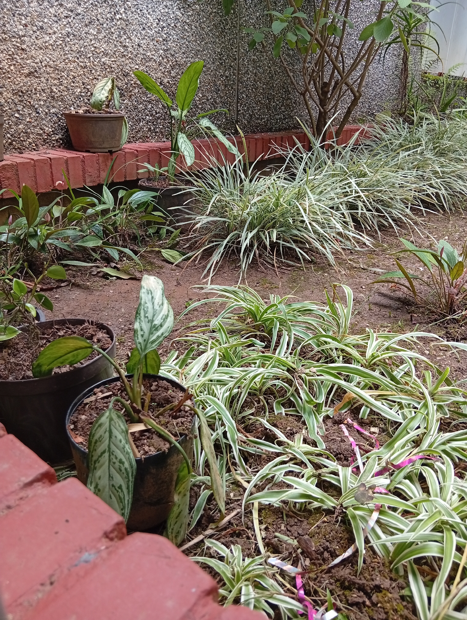 This image depicts an outdoor garden scene at ground level, suggesting a residential or public space in San Antonio de Los Altos, Venezuela. The foreground is dominated by several potted plants and ground cover. In the lower left, a brick planter box is visible, partially obscuring a dark brown pot containing a plant with striking green and white variegated leaves. To the right of this, another dark pot holds a similar plant, also with variegated foliage, its leaves drooping slightly. Further to the right, a dense cluster of spider plants (Chlorophytum comosum) with long, arching green and white striped leaves fills a significant portion of the frame. Small pieces of pink and silver ribbon are scattered among the spider plants.
Behind the foreground plants, the ground is composed of dark soil. In the mid-ground, a larger, ornamental grass with fine, variegated blades is planted in a dense clump. To the left of this grass, a dark pot contains a plant with broader, green leaves and a single, pale pink spathe characteristic of some Araceae species. To the right of the ornamental grass, a smaller plant with reddish stems and green, heart-shaped leaves is visible, also possibly an Araceae.
The background features a rough, pebble-dash textured wall that extends upwards. A young tree with a slender, multi-branched trunk is positioned against this wall, with its branches reaching upwards and slightly to the right. More foliage, including what appears to be Aloe vera and fern-like leaves, can be seen behind the ornamental grass and tree, suggesting a layered planting design. The overall impression is of a carefully maintained garden area. There are no people or animals visible in the image.