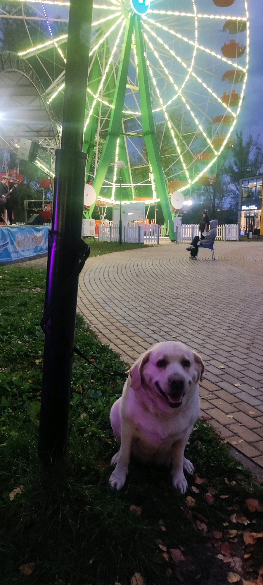 A light-colored dog sits on grass next to a paved walkway. The dog is facing the camera with its mouth open and appears to be panting. Behind the dog is a large Ferris wheel with green supports and white lights. The Ferris wheel is illuminated, and the sky above is dark blue, indicating it is dusk or evening. In the background, there are some trees, a stage with speakers and people, and a building with windows. A black lamp post with a purple light is positioned to the left of the dog, obscuring part of the Ferris wheel. The paved walkway is made of light-colored bricks arranged in a circular pattern. There are fallen leaves on the grass. The Ferris wheel is likely located in a park or amusement area within the city of Cheboksary, Russia.