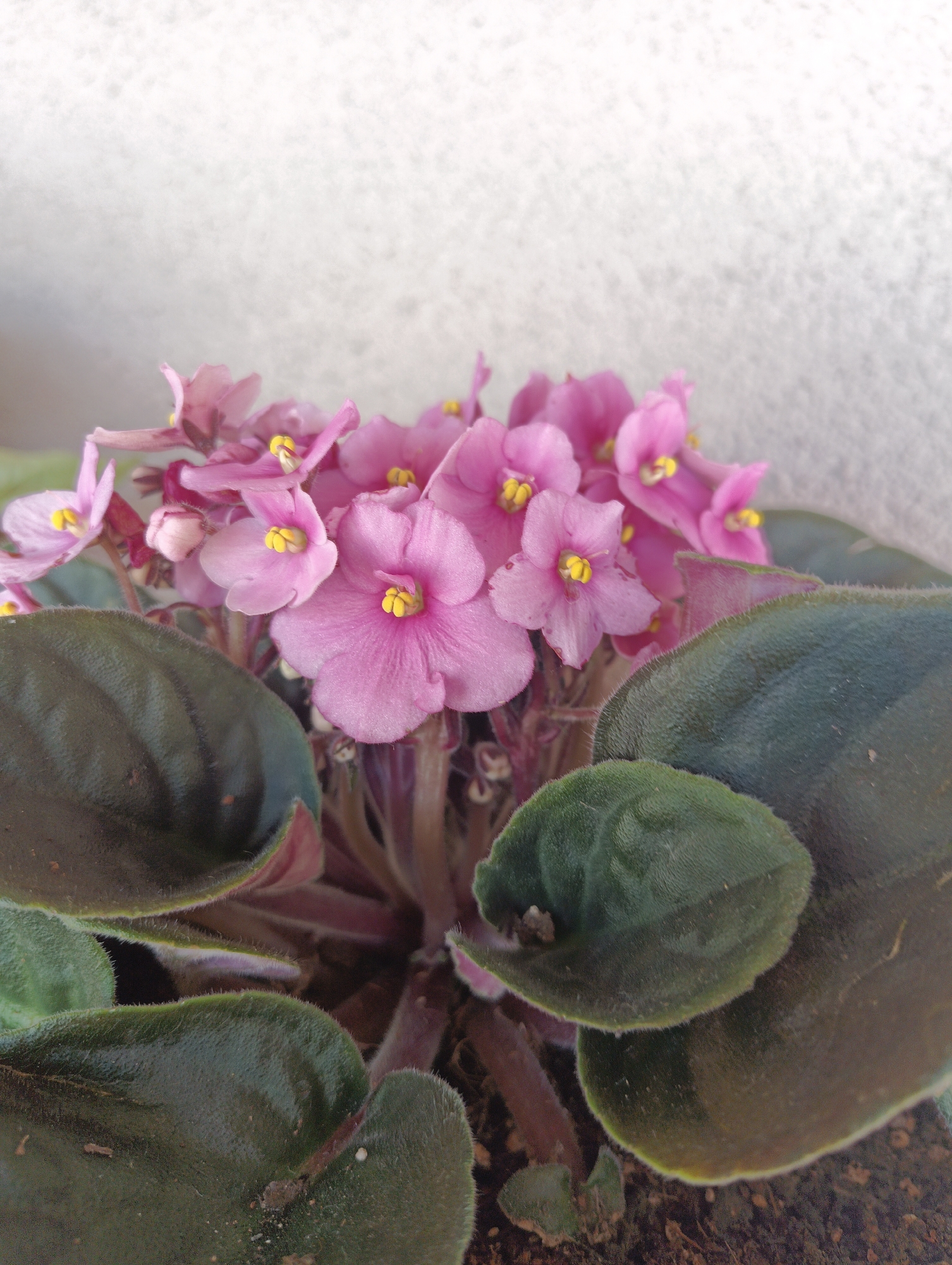 A close-up, eye-level shot showcases a blooming African violet plant with vibrant pink petals and dark green, velvety leaves. The flowers, clustered together, feature delicate yellow stamens at their centers. The plant is potted in dark soil, and the background is a softly blurred, light-colored textured surface, possibly a wall. The image has a shallow depth of field, rendering the background out of focus and emphasizing the plant's textures and colors. There is no indication of a specific location in Karnobat, Bulgaria.