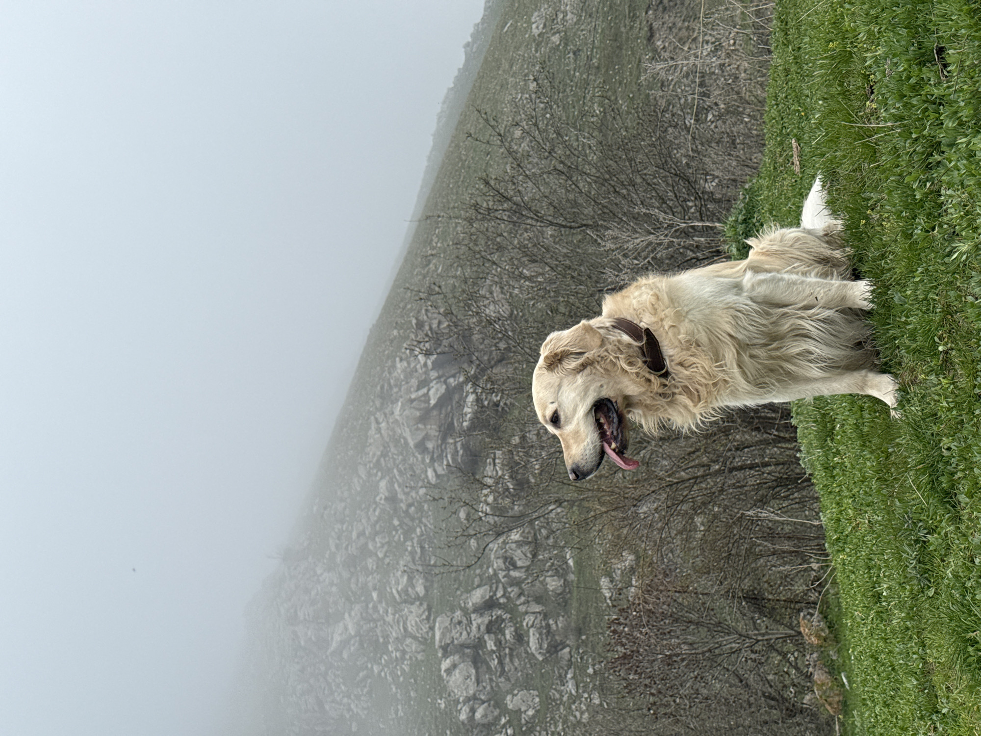 The image shows a Golden Retriever dog lying on green grass in Karaberd, Armenia. The background reveals a hillside with bare trees and rocks, partially obscured by fog. The dog is panting with its tongue out and wears a brown collar. The foreground is primarily green grass, while the background transitions into a hazy, mountainous landscape.