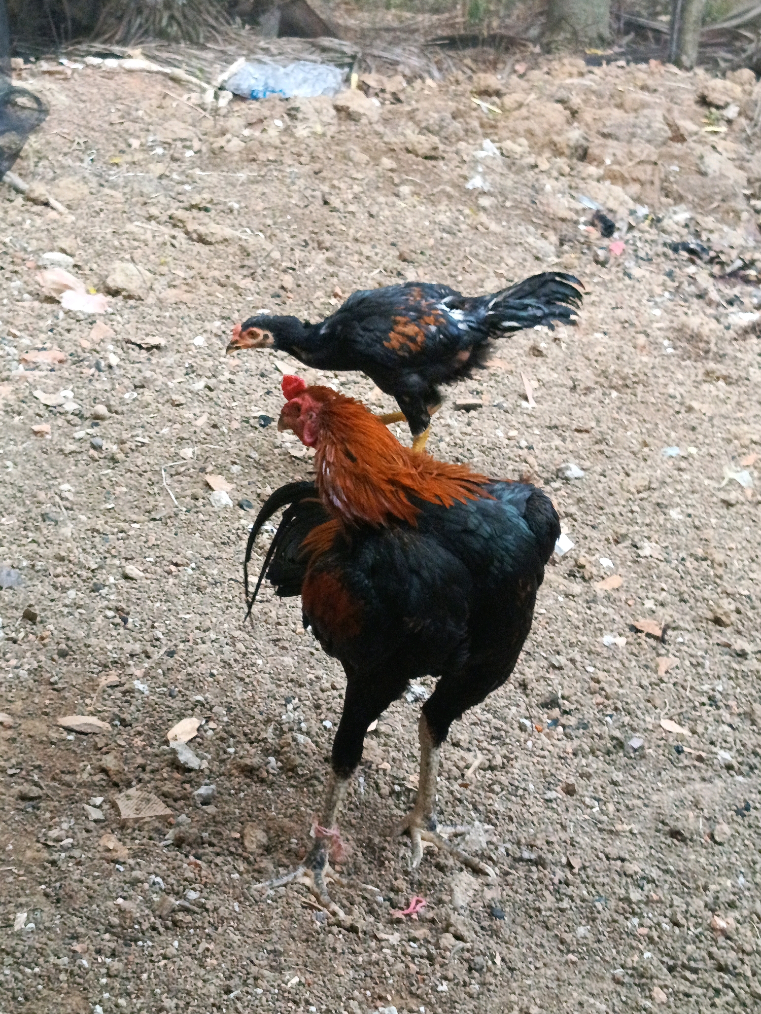 Two chickens are standing on the ground. The chicken in the foreground is a rooster with black body and red neck feathers. The chicken in the background is a hen with black and orange feathers. The ground is covered with dirt, small stones, and some dried leaves. In the background, there are some plants and a pile of debris that includes a blue plastic bag. The scene appears to be an outdoor area in a rural or semi-rural setting. The image was taken in Megang Sakti I, Indonesia.