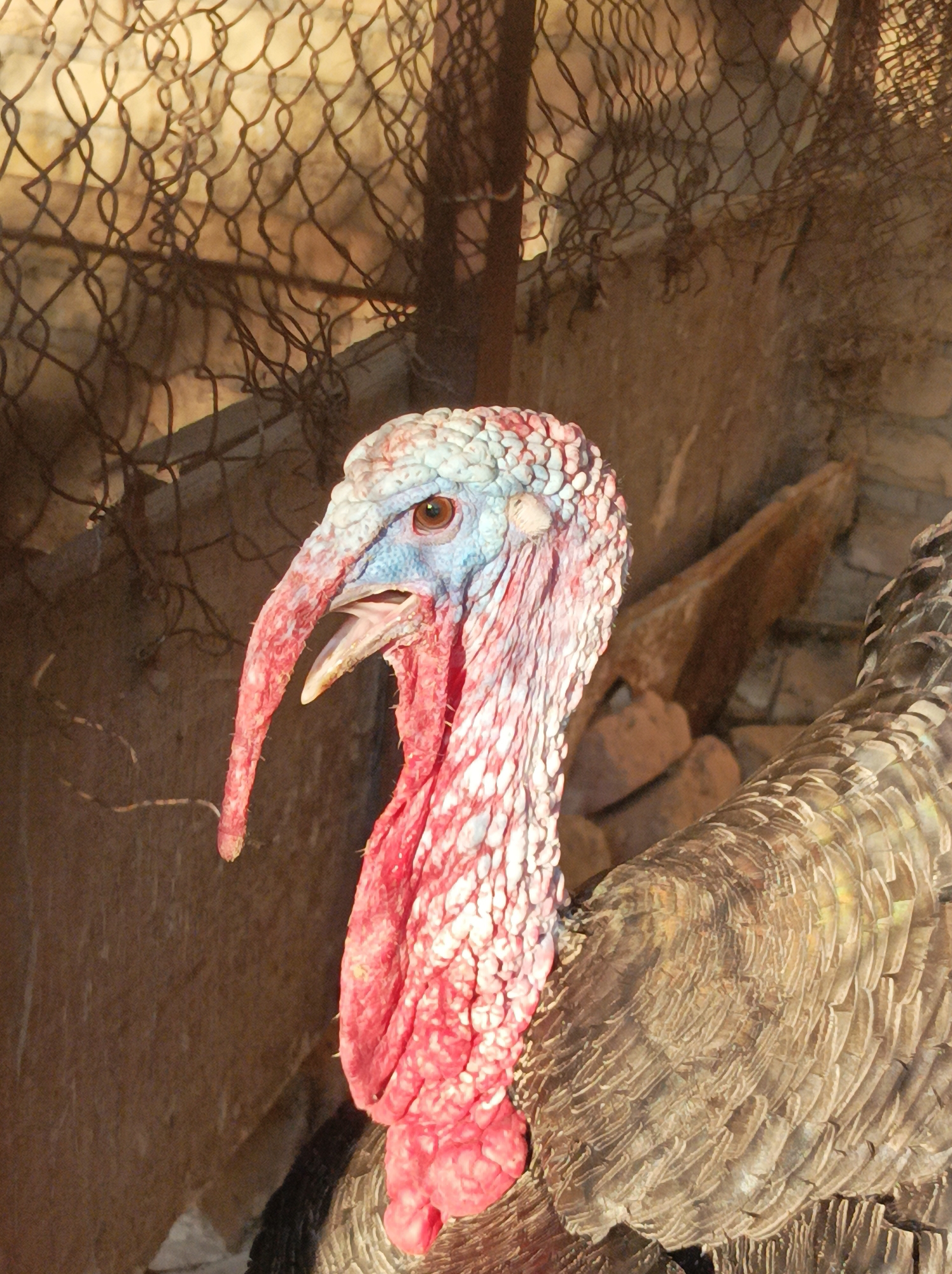 A close-up, eye-level, medium shot shows a turkey's head and neck from the chest up, facing left. The turkey has a long, pale beak with a fleshy, red wattle hanging from its throat. Its head is covered in white, pink, and blue bumpy skin. A dark metal mesh fence is visible in the background, with a rough, brown wall behind it. The scene appears to be an outdoor enclosure, possibly in a rural or semi-rural setting. No specific location in Seýdi, Turkmenistan is evident from the image itself.