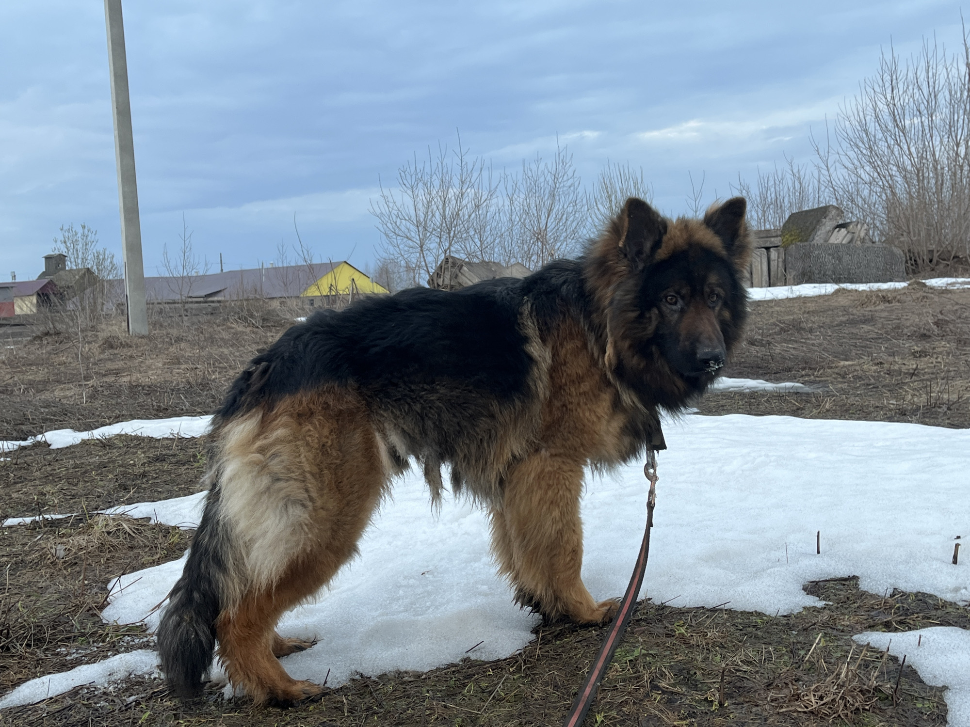 The image shows a long-haired German Shepherd dog standing on a patch of snow-covered ground. The dog has a leash attached to its collar. The background includes a rural scene with houses and bare trees under a cloudy sky. The location is near Pavlovka, Russia based on surrounding details.