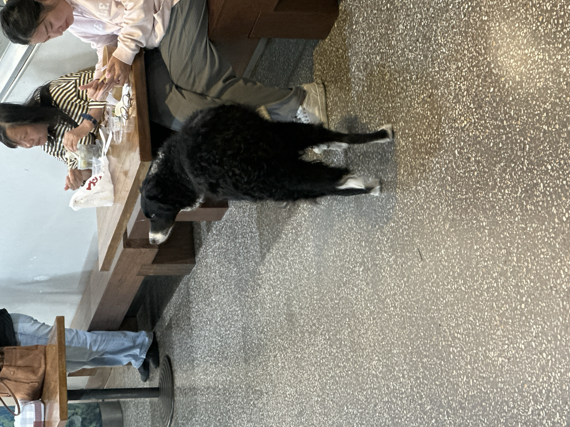 The image shows the interior of what appears to be a cafe or restaurant with a terrazzo floor. In the foreground, a black and white border collie dog stands looking away from the camera, facing a wooden table where two women are seated. The woman on the right wears a light pink hooded sweatshirt and gray pants, and is holding chopsticks over a bowl. The woman on the left wears a black and white striped shirt and is also holding chopsticks over a bowl. There is a white plastic bag on the table, along with various containers and a pair of eyeglasses. A person wearing light blue jeans and black shoes stands in the background near a table with a brown leather bag on it. The environment is brightly lit. There is no indication of the location being Coffs Harbour, Australia.