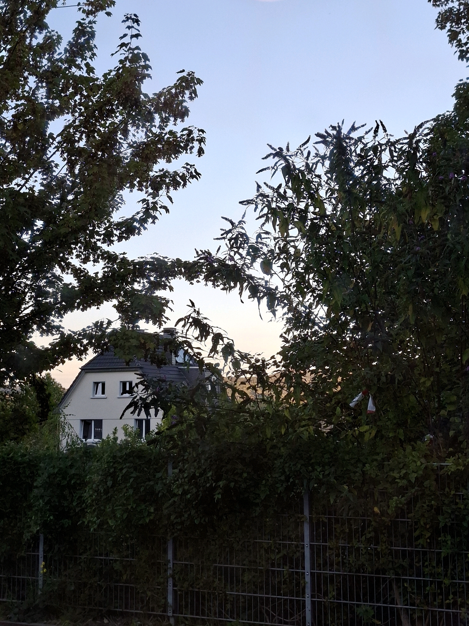 A photograph taken from ground level captures a residential building partially obscured by trees and foliage, set against a light blue sky with a hint of sunset glow. The building, white with a grey tiled roof, features several windows, two with white frames on the upper floor and two smaller ones below. A chimney is visible on the roof. In the foreground, a dark green hedge runs horizontally across the frame, behind which a metal fence with vertical bars and diamond-shaped openings is situated. Two trees frame the left and right sides of the image, their dark green leaves and branches silhouetted against the sky. The foliage on the right side of the image has some red and white pieces of material caught on its branches, possibly remnants of decorations or litter. The overall scene depicts a tranquil, possibly evening, view of a suburban or semi-rural property. The metadata indicates the photograph was taken in Remagen, Germany.