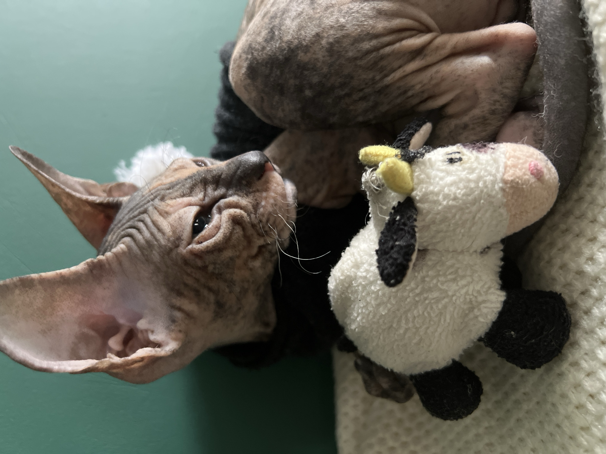 A Sphynx cat wearing a black garment is seen closely interacting with a white and black plush cow toy. The cat is positioned at the left, angled upwards towards the stuffed animal, which is held near a person. A green wall serves as the backdrop, while a textured, cream-colored knitted item provides a surface near the lower right of the frame.
The location information is not discernible from the image.