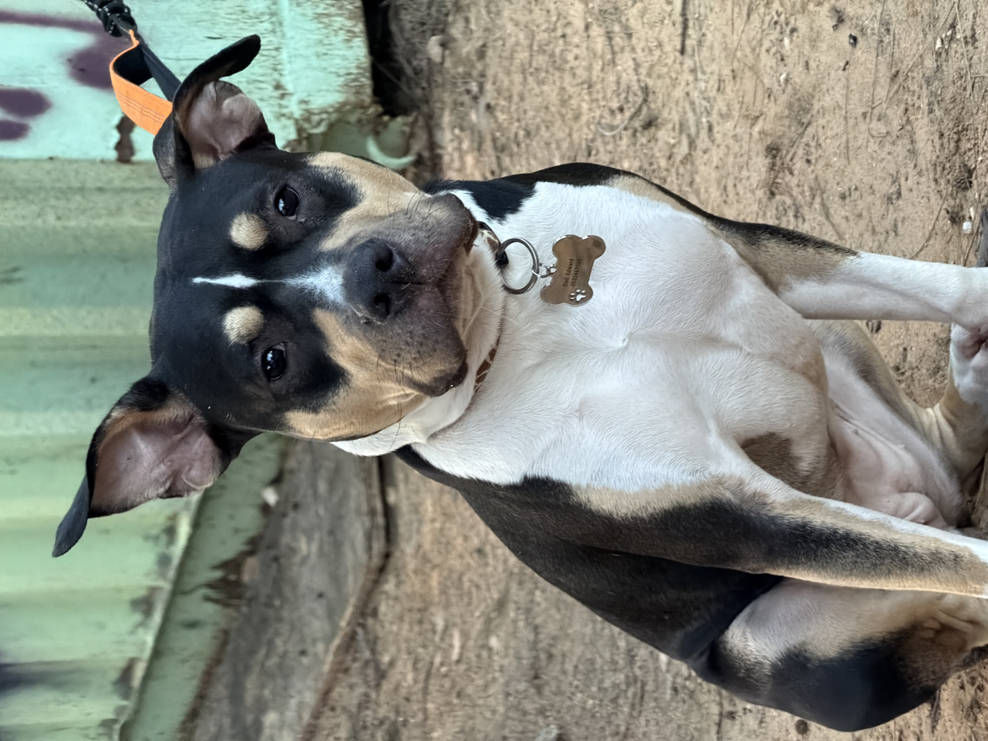 A medium, eye-level, close-up shot depicts a tri-colored (black, white, and brown) American Bully dog lying on a dirt surface. The dog is wearing a brown collar with a bone-shaped ID tag. The ID tag has the name "Dod Edward" and a phone number "0532467248" printed on it. An orange leash is visible. In the background, a partially visible green structure with faded graffiti or discoloration is present. The location, Tel-Aviv, Israel, is not discernible based on the visual information provided.