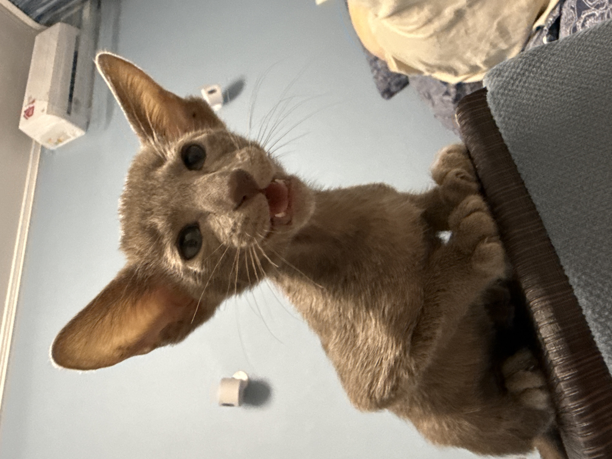 An Oriental Shorthair kitten with large ears and light brown fur is positioned on a piece of furniture with a dark brown textured surface. The kitten is looking forward with its mouth slightly open, revealing its teeth. The background consists of a light blue wall with two small white cylindrical objects attached to it, and an air conditioning unit mounted high on the wall. To the right, there are hints of bedding, including a blue patterned fabric and a light-colored pillow or blanket. The scene appears to be indoors, likely in a residential setting. There are no people or animals other than the kitten. The lighting suggests an indoor environment, possibly with artificial light. The image does not contain any information that would indicate its location in Moscow, Russia.