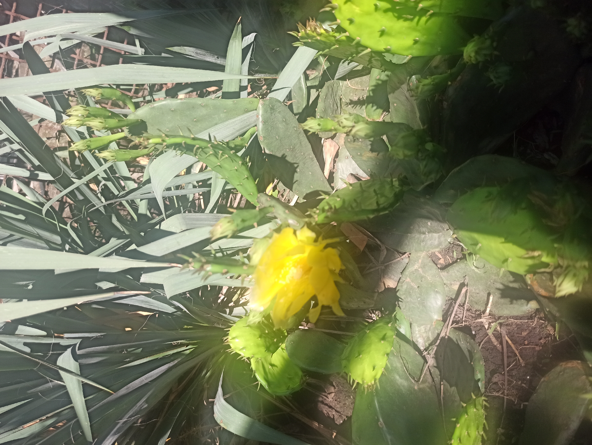 The image shows a close-up view of a prickly pear cactus with a yellow flower in bloom, located outdoors. The cactus is a vibrant green, with several pads and numerous buds. The flower is in the center of the frame, its yellow petals fully open. Behind the cactus, tall, slender, dark green leaves of another plant, possibly a yucca, are visible, creating a layered background. The ground beneath the cactus is dark soil with some dry twigs and debris. The lighting suggests a sunny day, with shadows cast by the plants. The scene is consistent with a garden or natural outdoor environment in Kryvyi Rih, Ukraine.