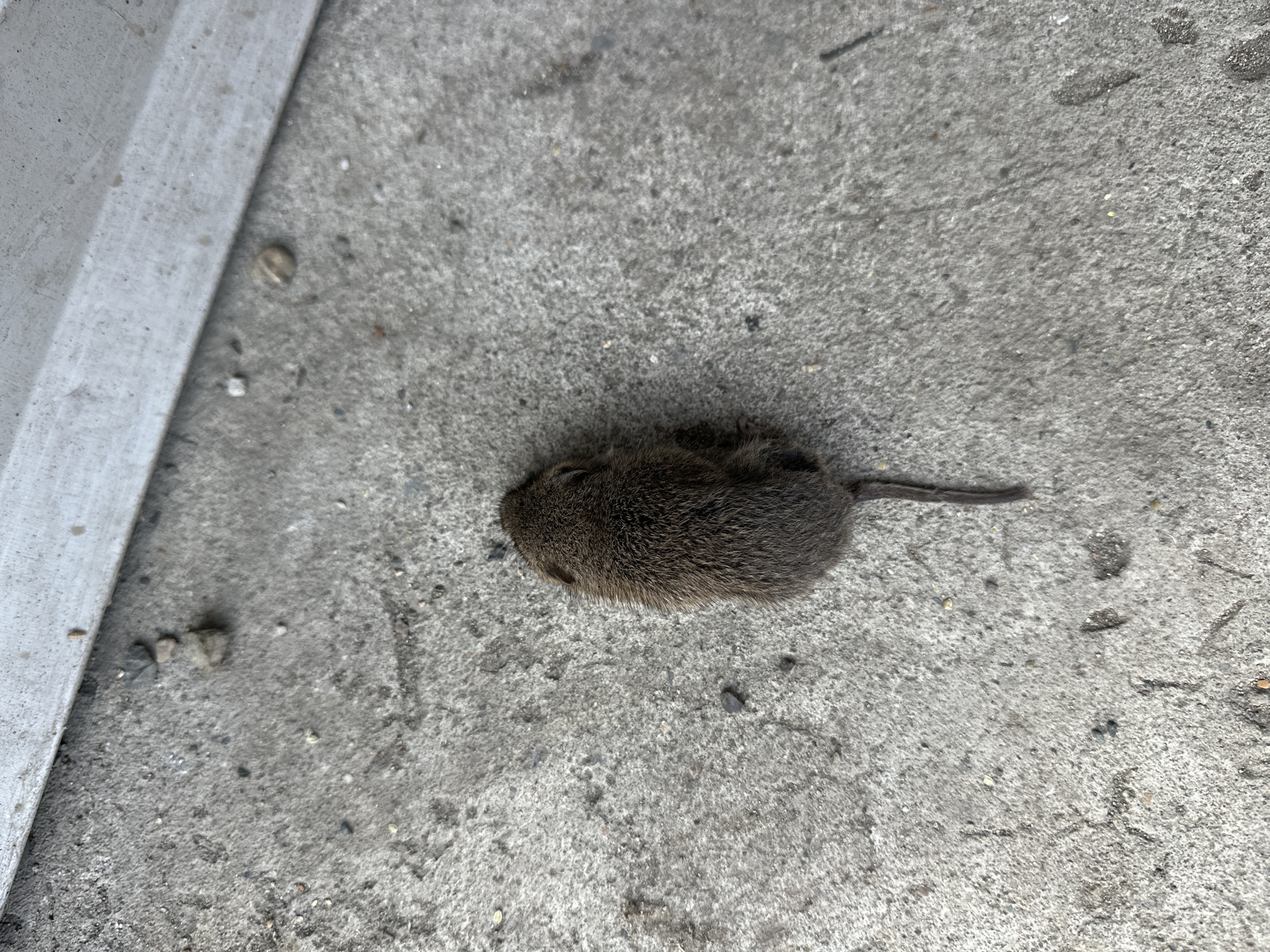 The image shows a dead mouse lying on a concrete surface. The mouse is dark brown and appears to be of average size. It is positioned in the center of the frame, with its tail extending towards the bottom right. The concrete surface is rough and textured, with small pebbles and debris scattered across it. In the background, a light-colored metallic edge is visible, possibly a curb or a building fixture. The lighting suggests it is daytime, with no strong shadows indicating direct sunlight. The image was taken in the city of Biysk, Russia.