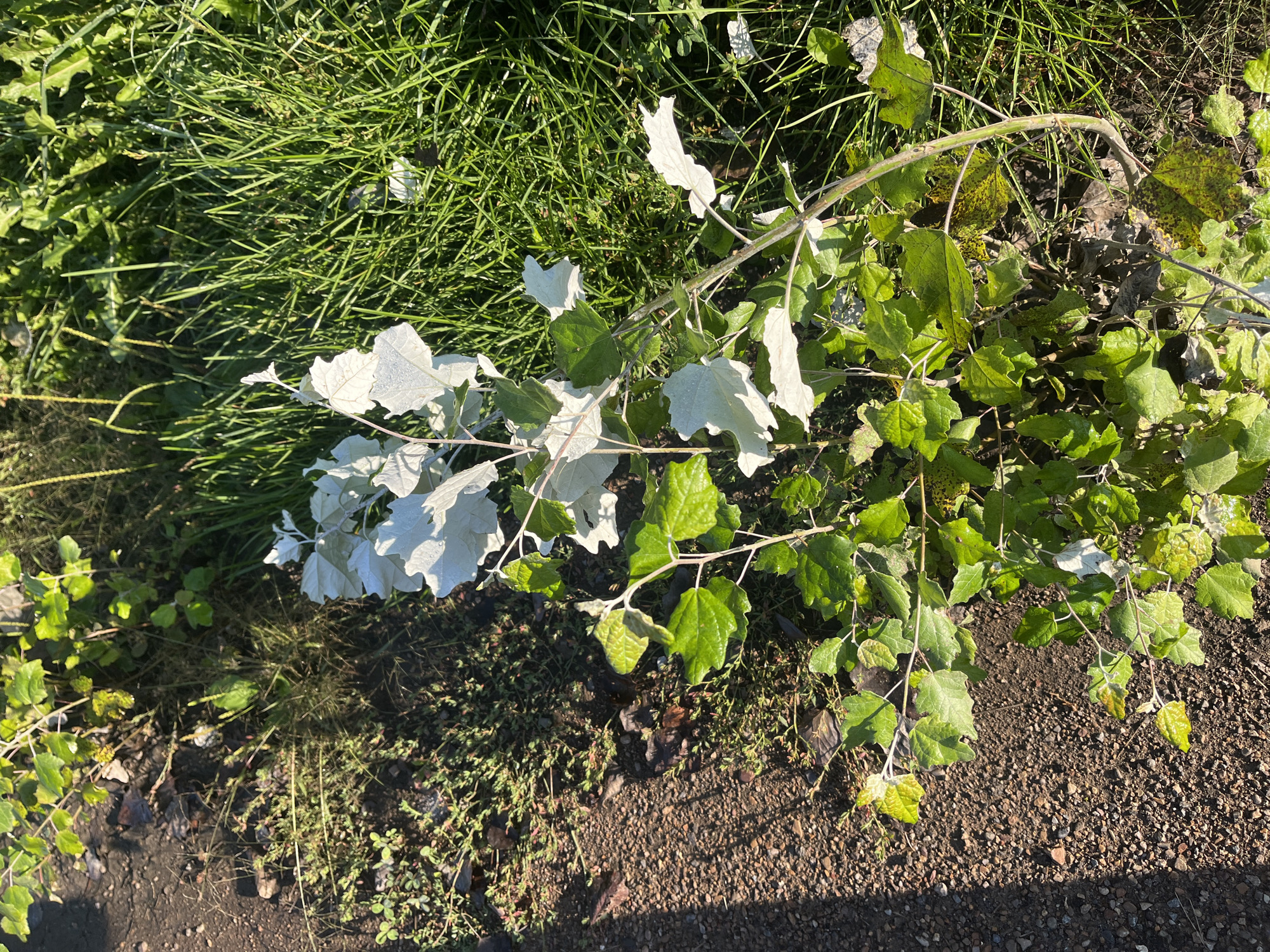A top-down shot captures a plant with both green and pale leaves, lying on a patch of brown gravel and surrounded by green grass. The scene appears to be an outdoor environment, possibly a roadside or park area in Blagoveshchensk, Russia. The lighting suggests it is daytime, with sunlight casting shadows on the gravel. There are no people or animals visible in the image.