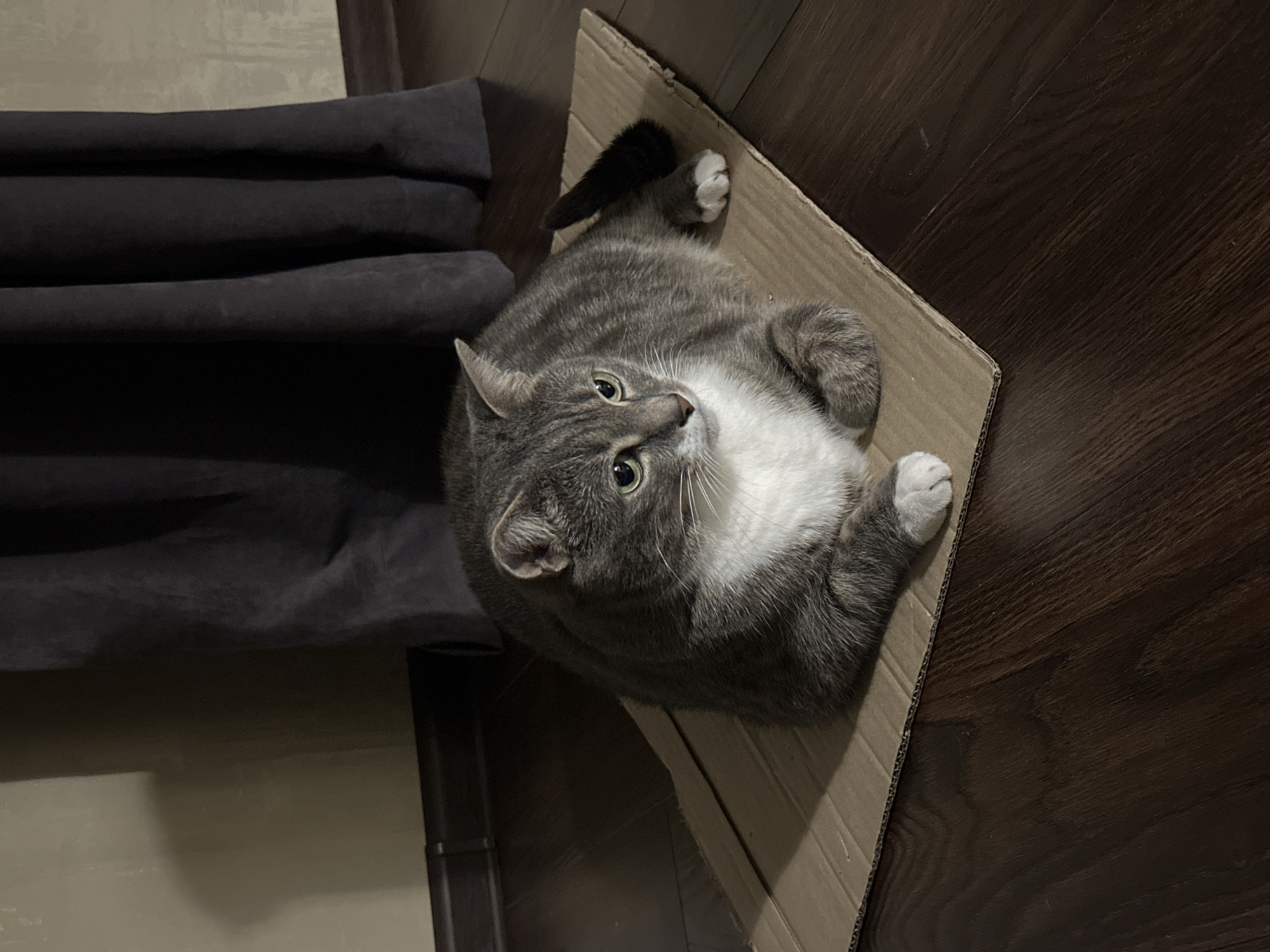 A medium shot captures a grey and white tabby cat lying on a piece of cardboard on a dark wooden floor. The cat is facing to the right, with its green eyes looking slightly upward. Its body is mostly concealed by the cardboard, but its head, front paws, and tail are visible. The background consists of a dark curtain and a beige wall. The lighting is dim, with shadows cast on the wall and floor. The scene appears to be indoors, likely in a residential setting.
