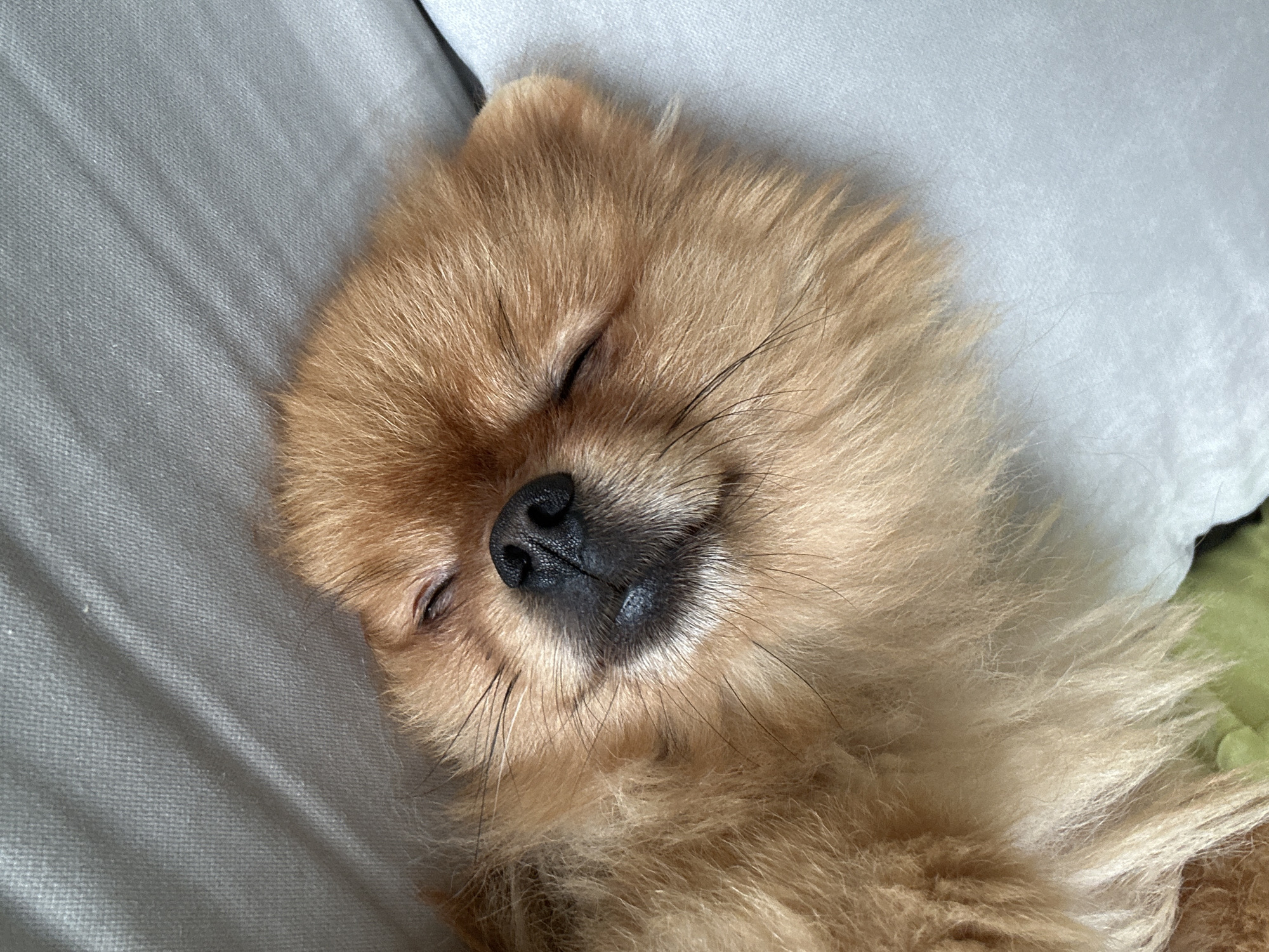 A close-up, high-angle shot captures a Pomeranian dog sleeping on its side. The dog's head is tilted upwards, revealing its soft, fluffy, light-brown fur. Its eyes are closed, and its black nose is visible. The dog is resting on a textured grey surface, possibly a bed or couch, with a lighter grey surface to its left, possibly a pillow. A hint of green is visible in the background, suggesting the presence of other objects or possibly an outdoor environment, although the majority of the image focuses on the sleeping dog. The image does not contain any information that would allow for its location to be determined in the city of Asenovgrad, Bulgaria.