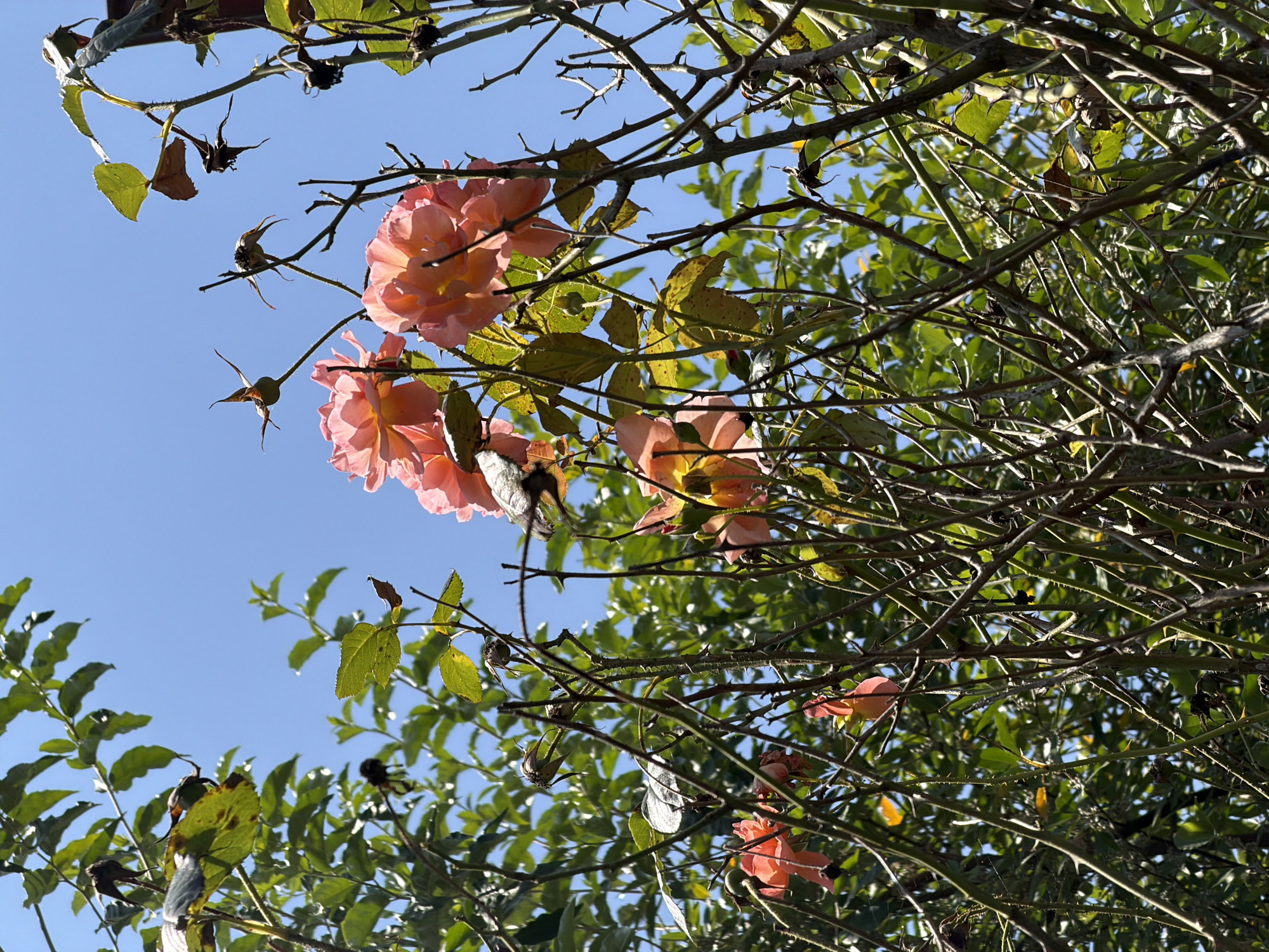 The image captures a close-up view of pink roses and thorny rose branches against a bright blue sky. The roses are in various stages of bloom, with some fully open and others in bud. The branches are densely packed and covered in sharp thorns, creating a tangled, natural aesthetic. Green leaves are visible throughout the branches, adding texture and depth to the scene. The lighting suggests a sunny day, with shadows cast by the branches and leaves. There are no people or animals present in the image. The location is Adlerskiy, Russia.