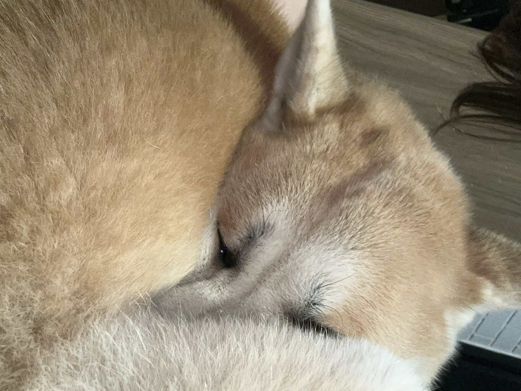 This is a close-up, overhead shot of a Shiba Inu dog curled up and sleeping. The dog's fur is a mix of light and dark brown, with some white fur on its head. The dog's eyes are closed, and its nose is tucked into its chest. The dog is lying on a wooden surface, possibly a floor or table. The image is focused on the dog's head and body, with the background blurred. There is no identifiable information in the image that places it in the city of Santos, Brazil.