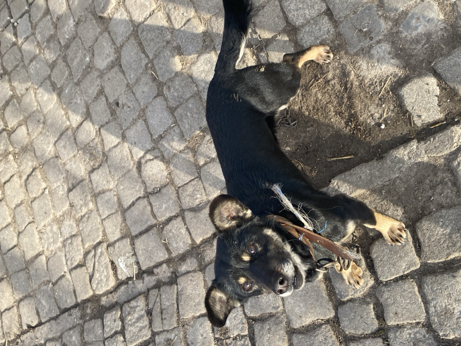 An outdoor image from Krivnia, Bulgaria, depicts a medium-sized, short-haired dog positioned on a cobblestone surface. The dog is predominantly black with tan markings above its eyes, on its inner ears, and on its lower legs and paws. It wears a brown leather collar with a metal chain link attached, from which a frayed piece of white and blue material extends. The dog is looking upwards towards the camera, with its mouth slightly open. Its front paws are visible, displaying dark claws. The ground consists of irregular gray cobblestones, with patches of exposed dirt and scattered small debris, including twigs. Bright, direct sunlight illuminates the scene, casting distinct shadows on the ground, notably behind the dog and a larger, indistinct shadow in the upper right portion of the frame.