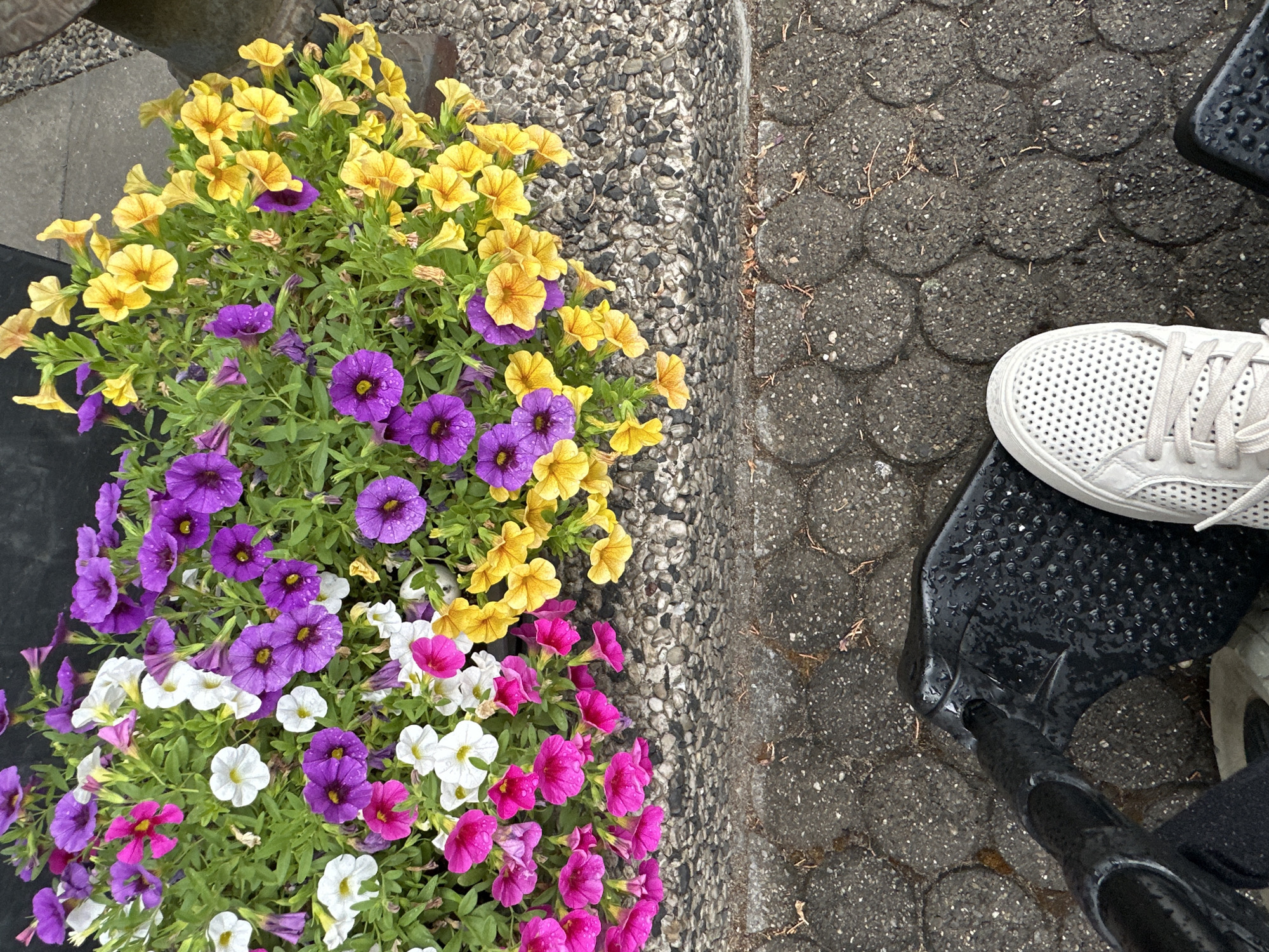 An overhead, eye-level medium shot shows a planter filled with numerous brightly colored petunias, primarily in shades of purple, yellow, pink, and white. The flowers are wet, indicating recent rain. The planter is situated on a textured, pebbled surface, which transitions to a cobblestone-like pavement in the lower portion of the image. A black, textured object, possibly part of a mobility device, is visible in the foreground, along with the toe of a white perforated sneaker. The background consists of a dark, solid surface. The scene is captured outdoors, likely in a public space such as a park or sidewalk in Krefeld, Germany.