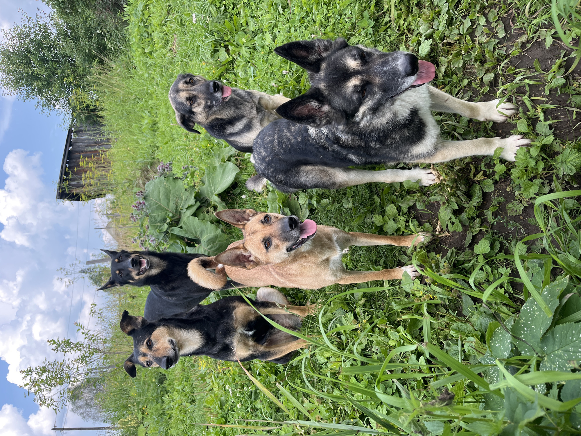 A group of five dogs are gathered in a grassy, outdoor area, likely a yard or rural setting, on an overcast day. The dogs are of various breeds and coat colors, including black, tan, and grey. Some are standing, while others are sitting or partially obscured by the vegetation. In the background, there is a weathered wooden structure, possibly a shed or small building, and a few trees and tall plants. The ground is covered in green grass and some dirt patches. The sky above is partially cloudy. The scene appears to be a candid moment of the dogs in their environment, with no humans present.